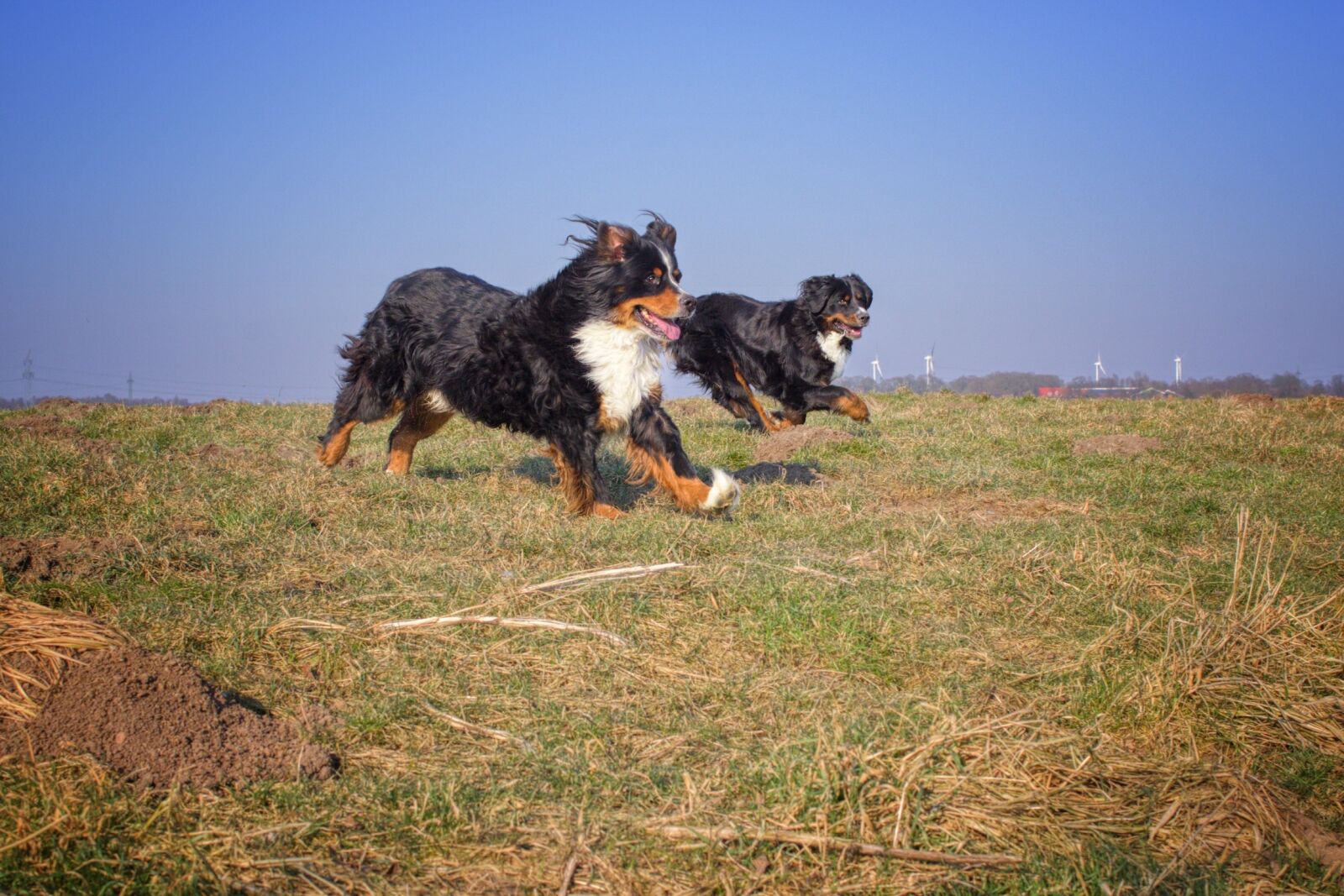 Pentax K-70 sample photo. Dog, grass, animal photography