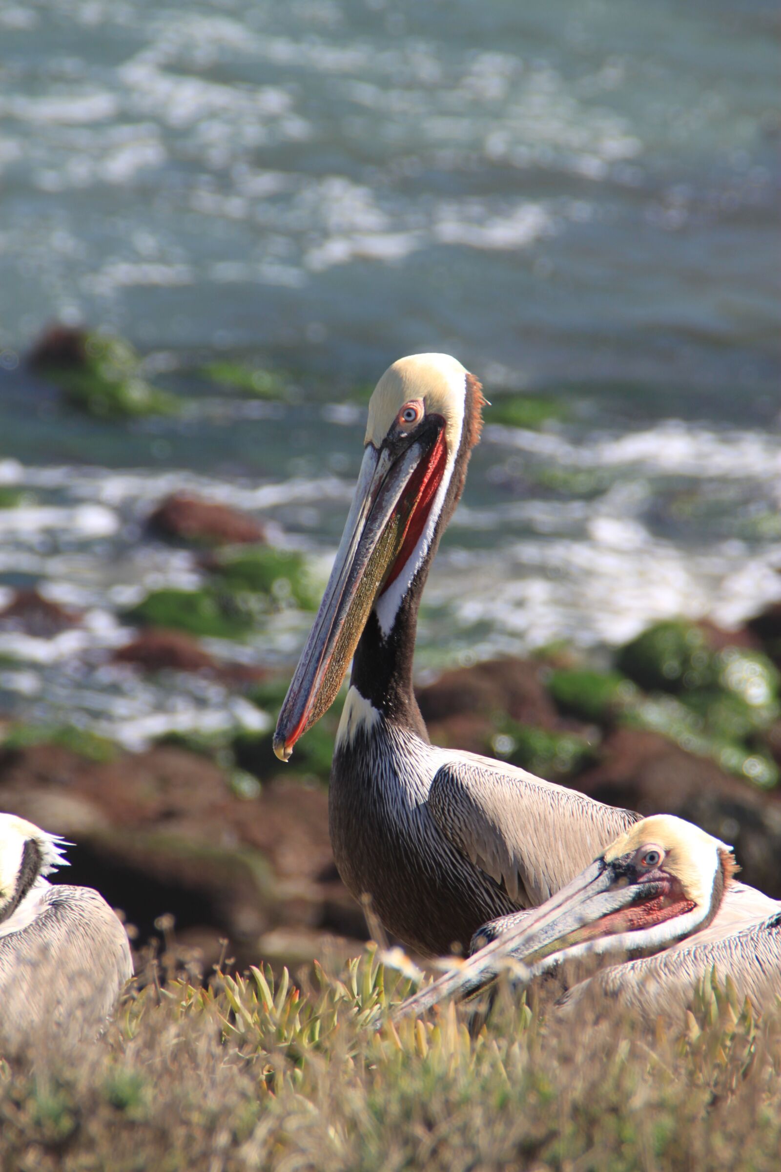 Canon EOS 500D (EOS Rebel T1i / EOS Kiss X3) sample photo. Pelican, san diego, california photography