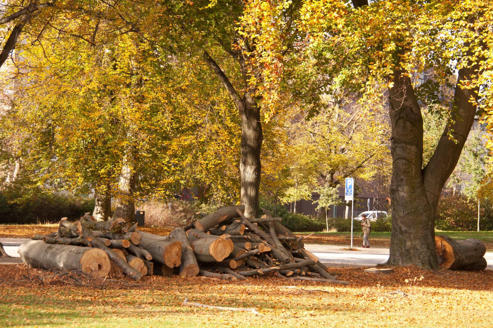 Canon EOS 50D sample photo. Forest, park, trees photography