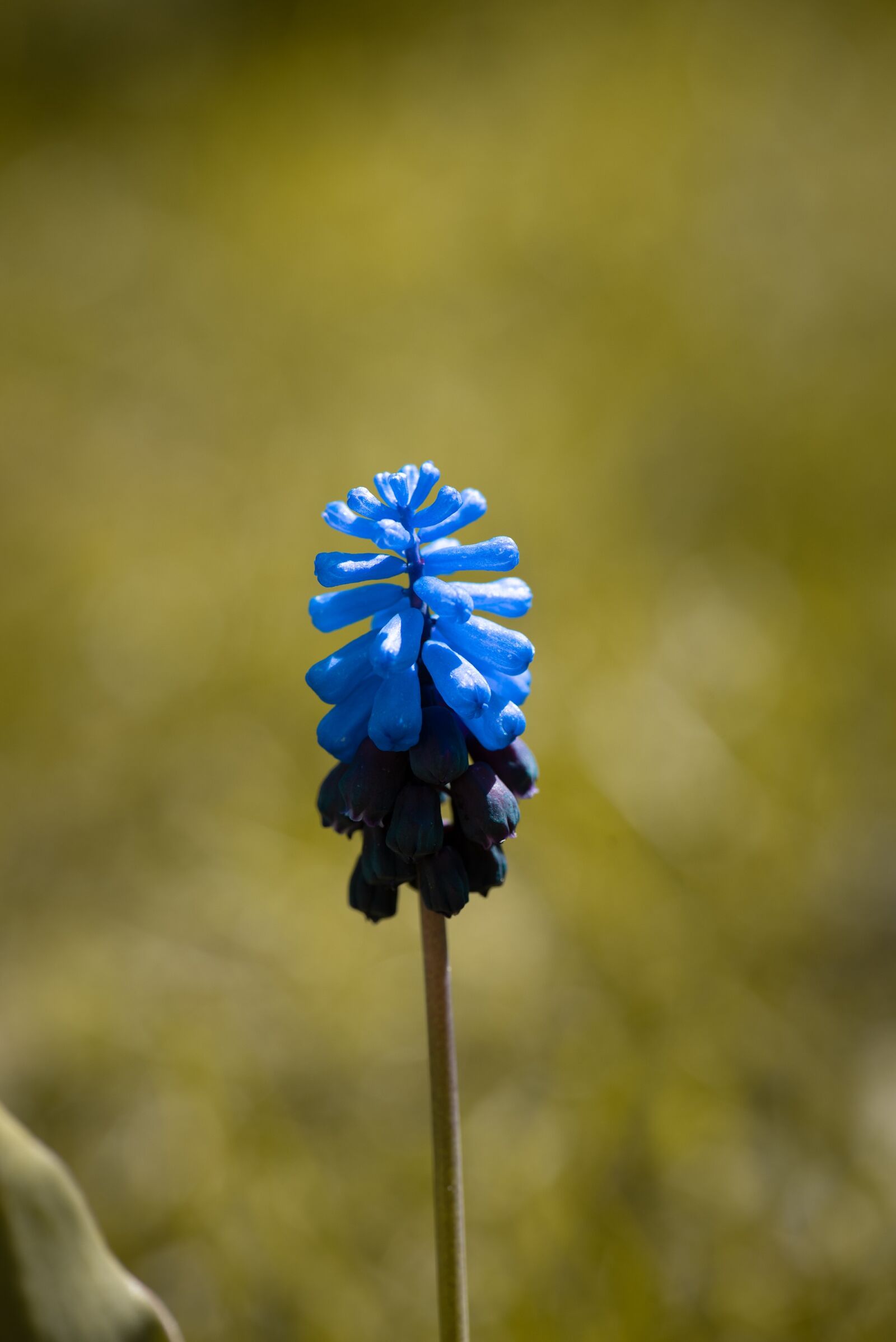 Nikon D750 sample photo. Muscari, flower, blue photography