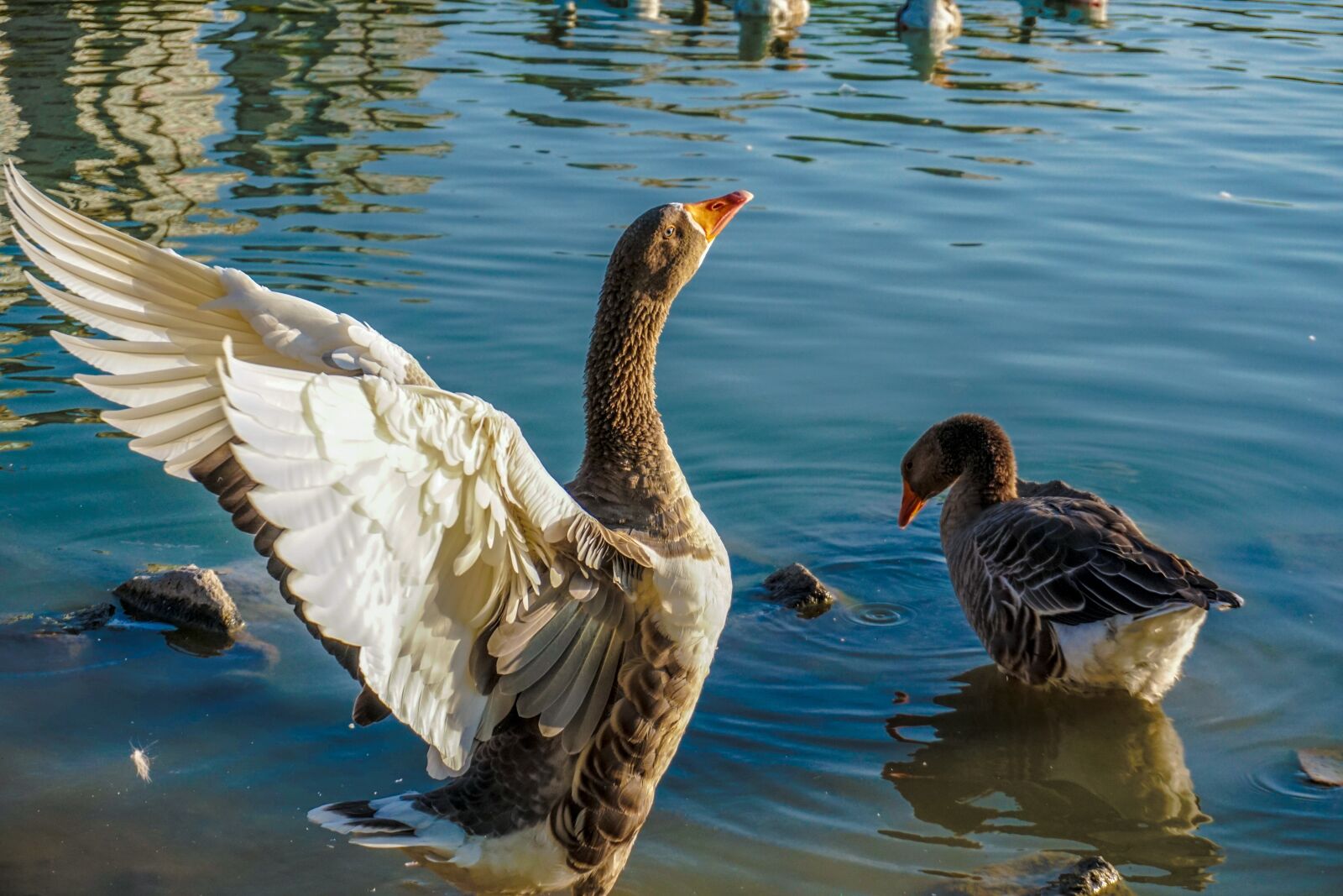 Sony a6300 sample photo. Duck, lake, lacquer photography