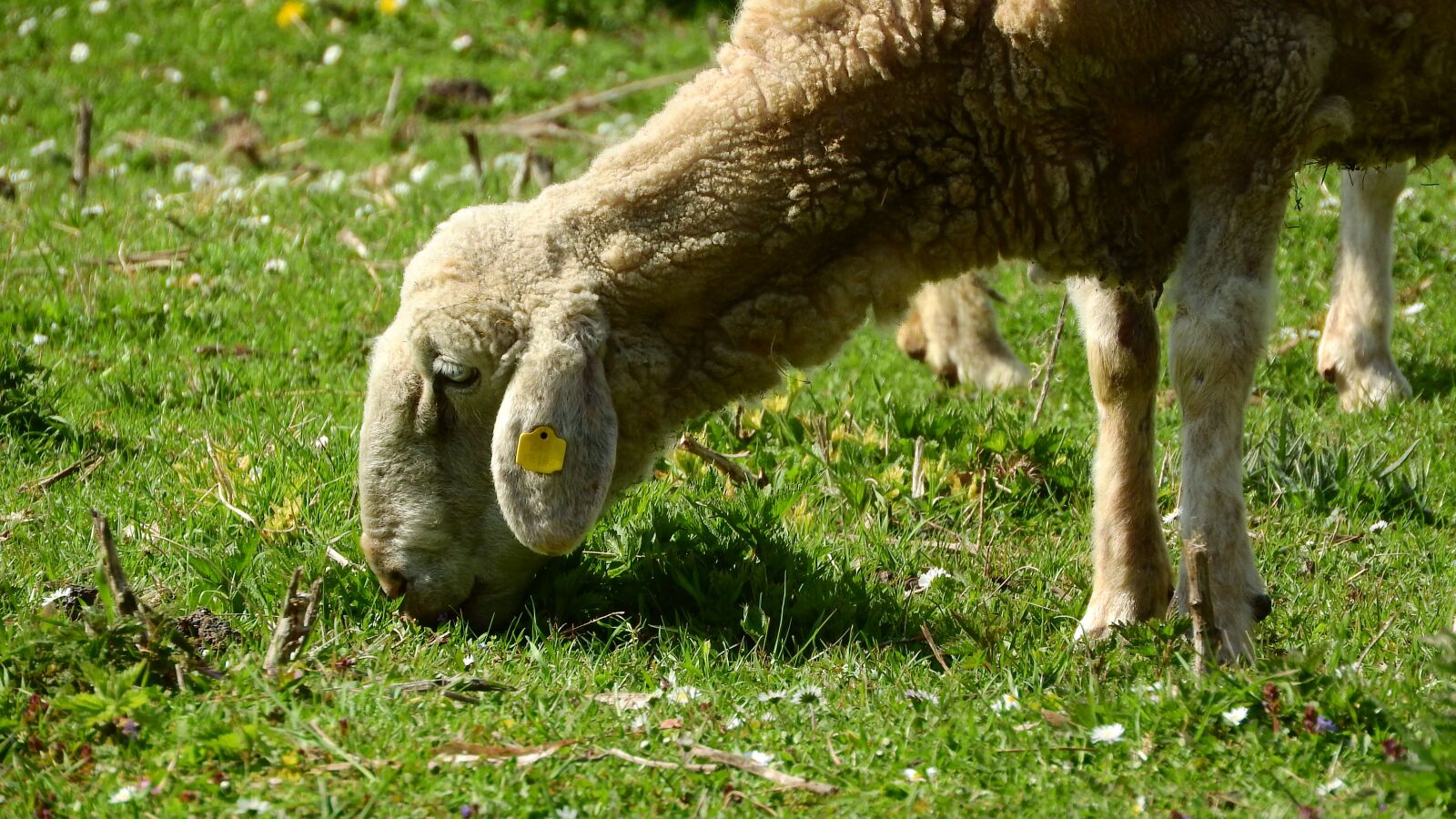 Nikon Coolpix P610 sample photo. Sheep, graze, grazing sheep photography