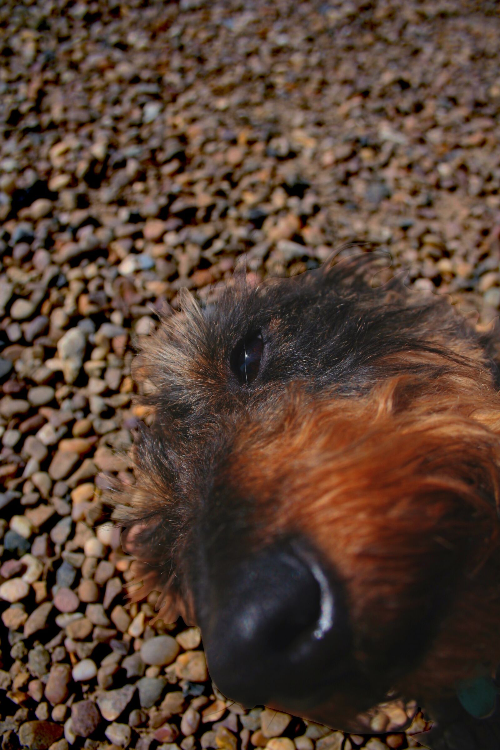 Canon EOS 350D (EOS Digital Rebel XT / EOS Kiss Digital N) sample photo. Dog, lying down, puppy photography