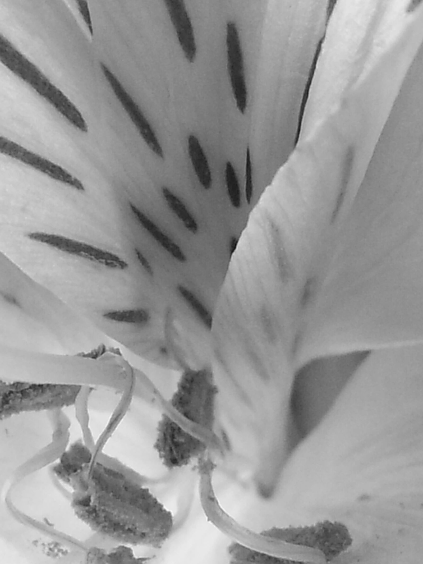 Samsung Galaxy S3 sample photo. Abstract, black, and, white photography