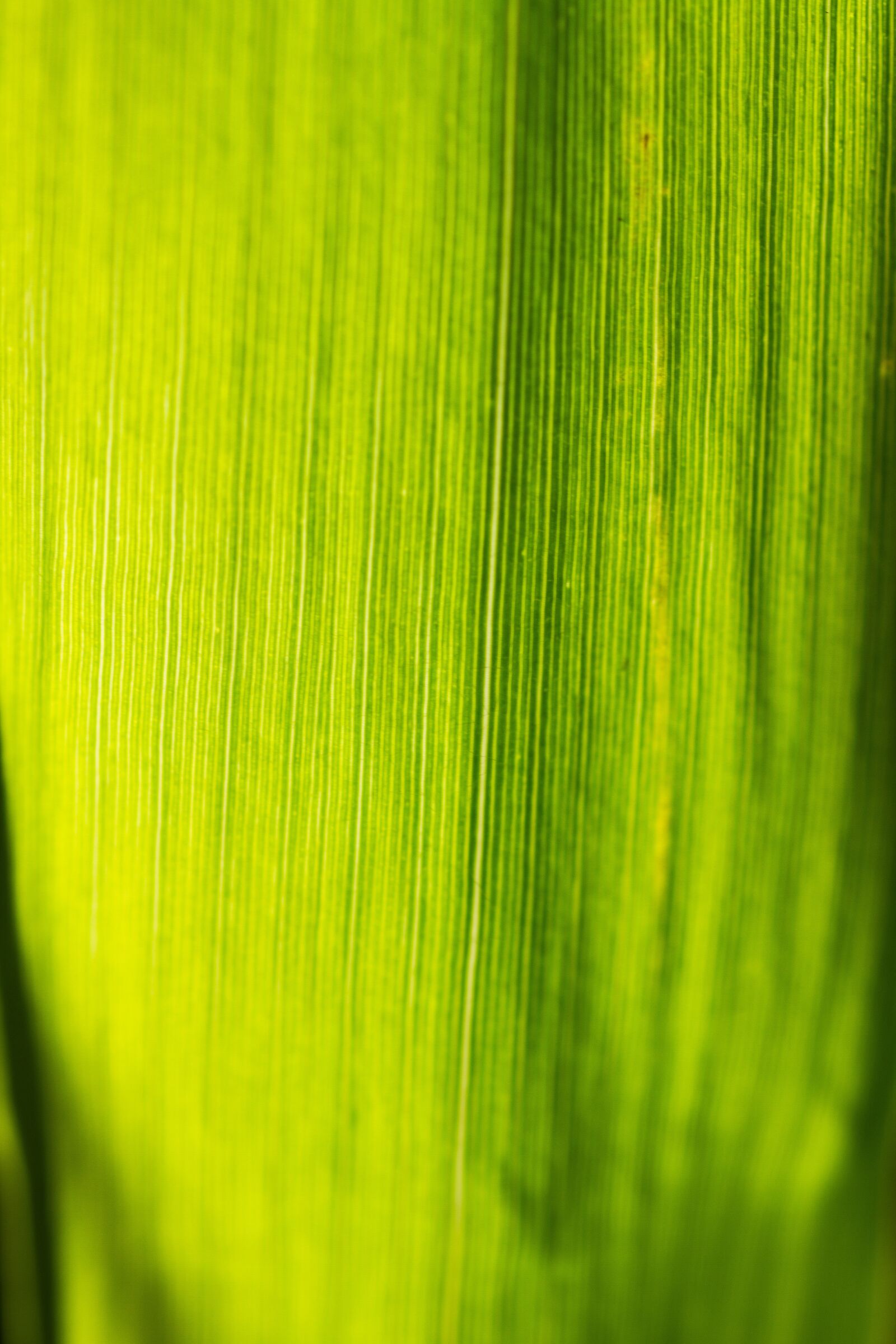 Canon EOS 7D sample photo. Grass, blade of grass photography