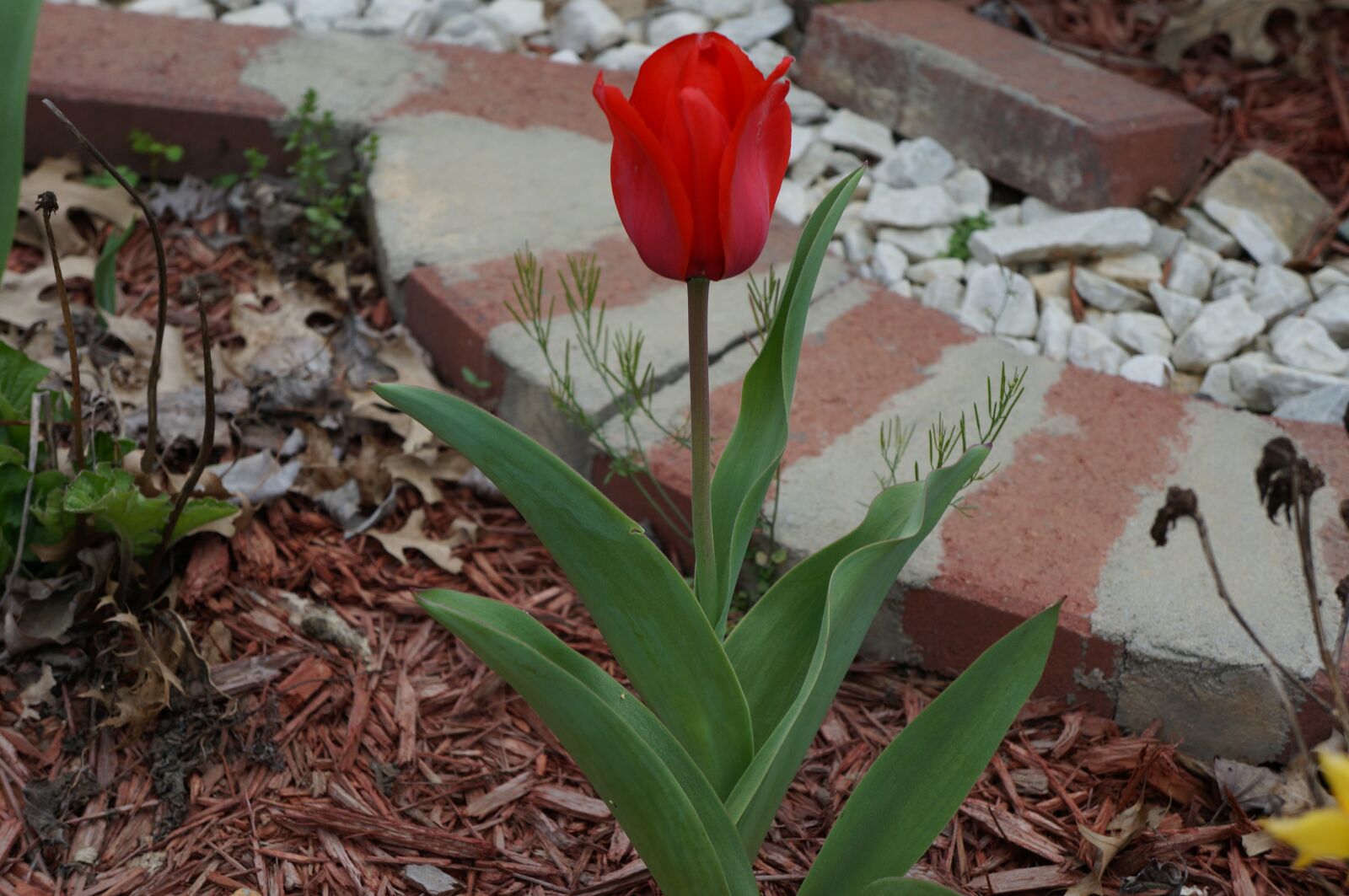 Sony Alpha NEX-5R sample photo. Tulip, flower, spring photography