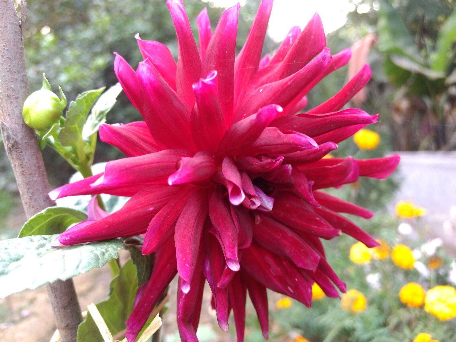 Motorola Moto G (4) sample photo