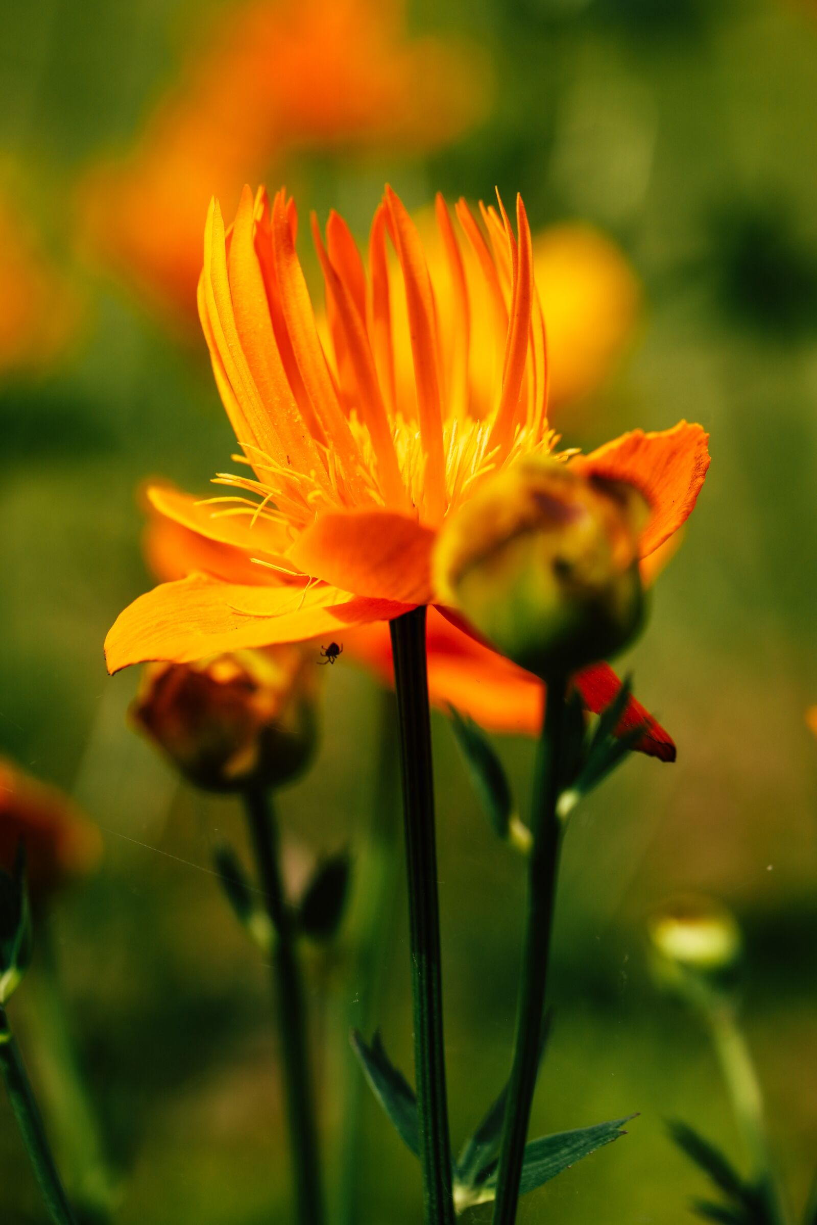 Canon EOS R sample photo. Flower, blossom, garden photography