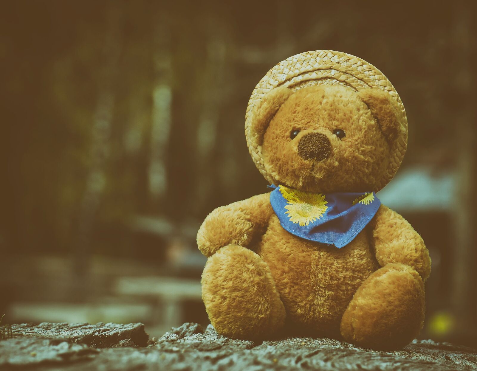 Nikon D3200 sample photo. Teddy, cute, soft toy photography