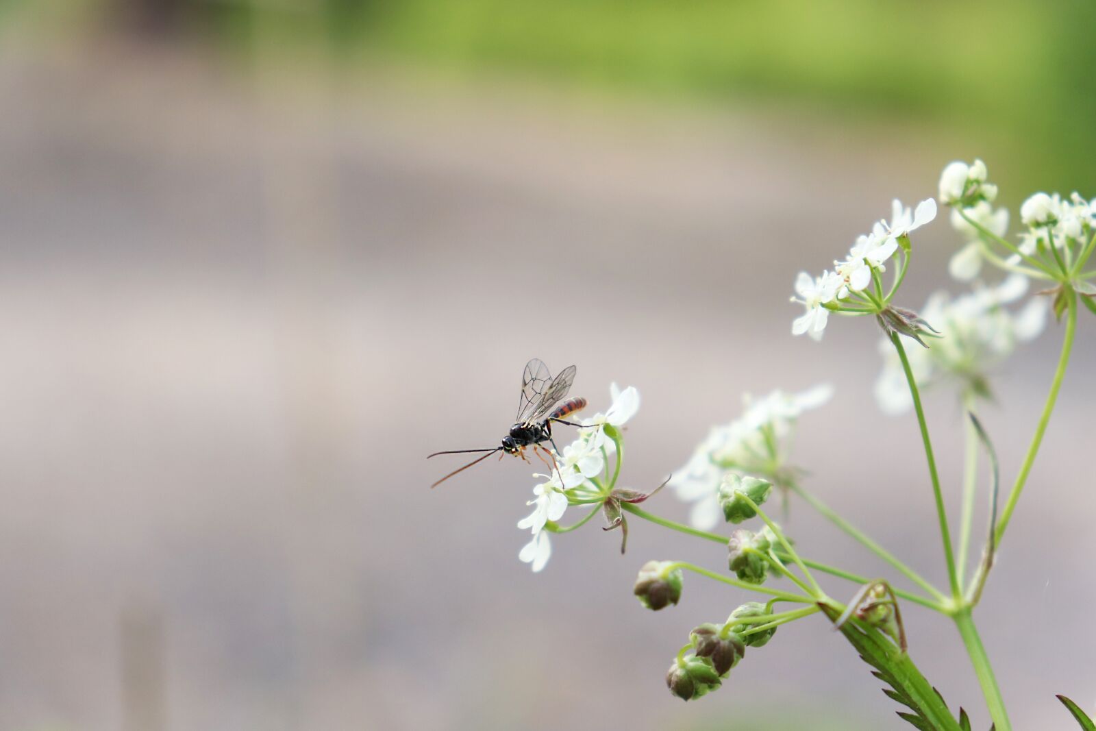 Canon EOS 77D (EOS 9000D / EOS 770D) sample photo. Bug, insect, wings photography