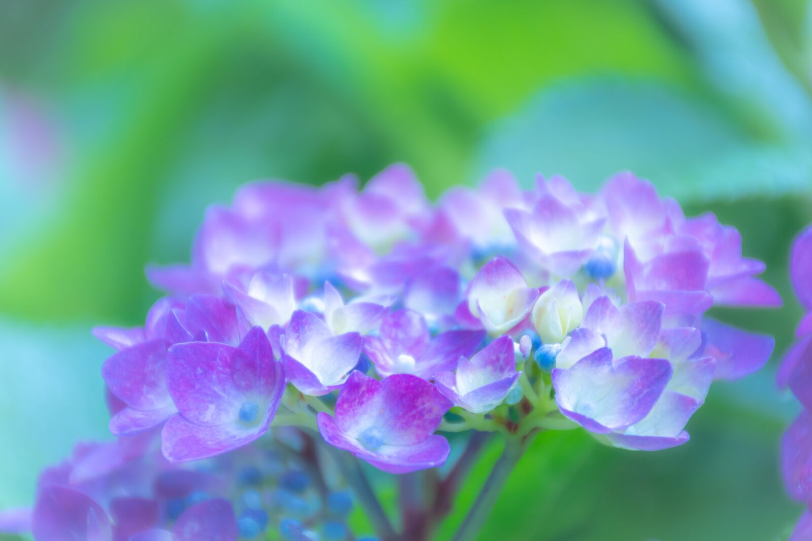 Nikon D5600 sample photo. Flowers, hydrangea, plant photography