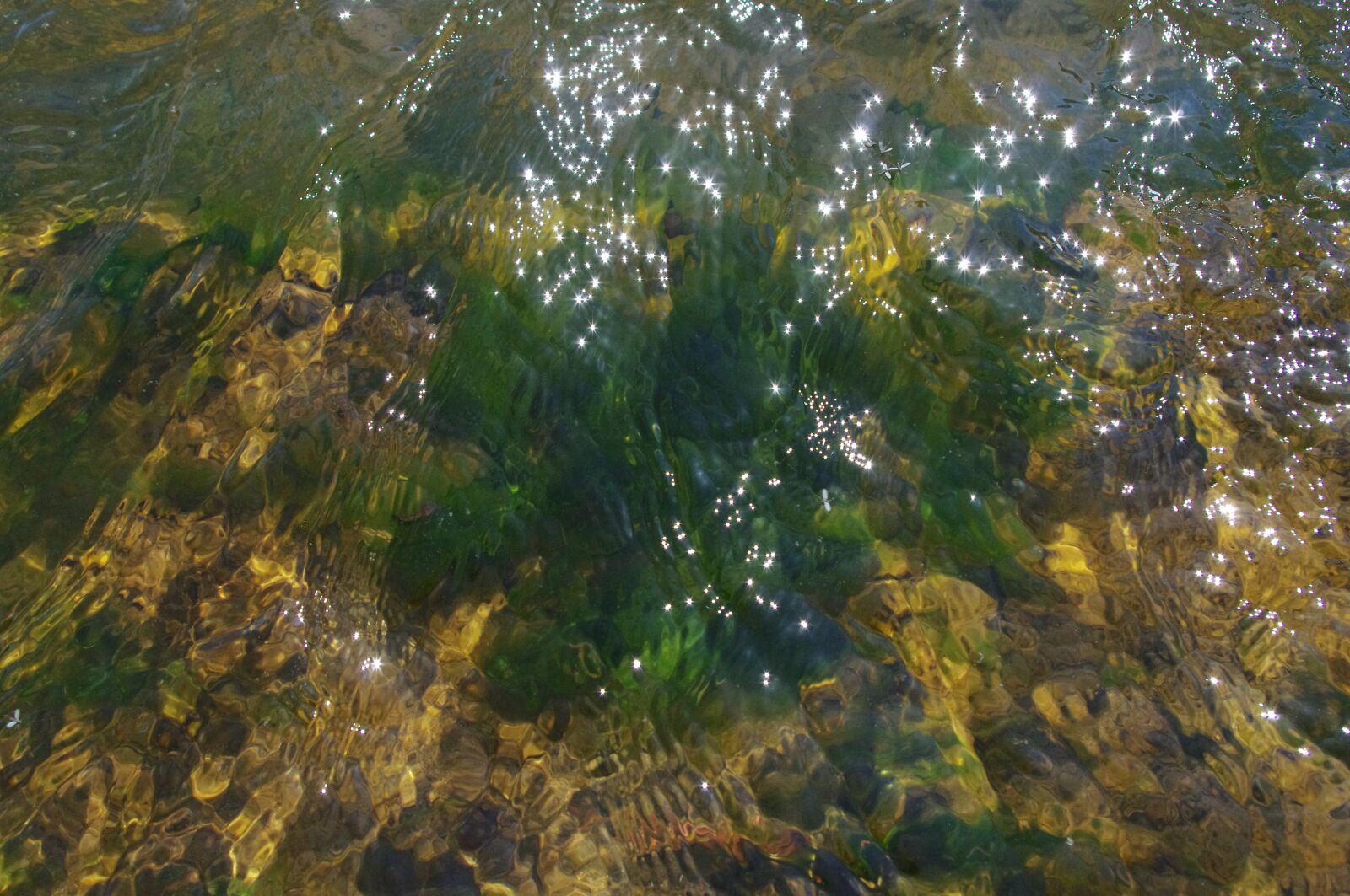 Pentax K-r sample photo. Algae, water, nature photography