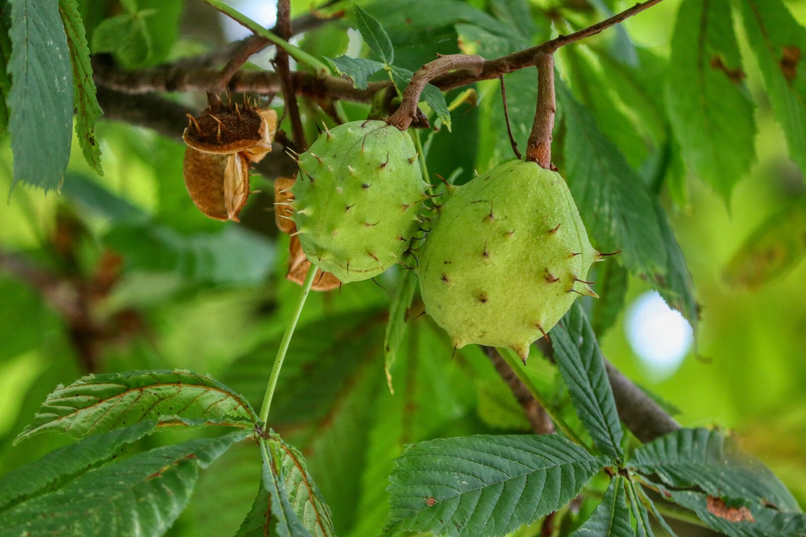 Canon EOS 80D sample photo. Chestnut, chestnut tree, tree photography