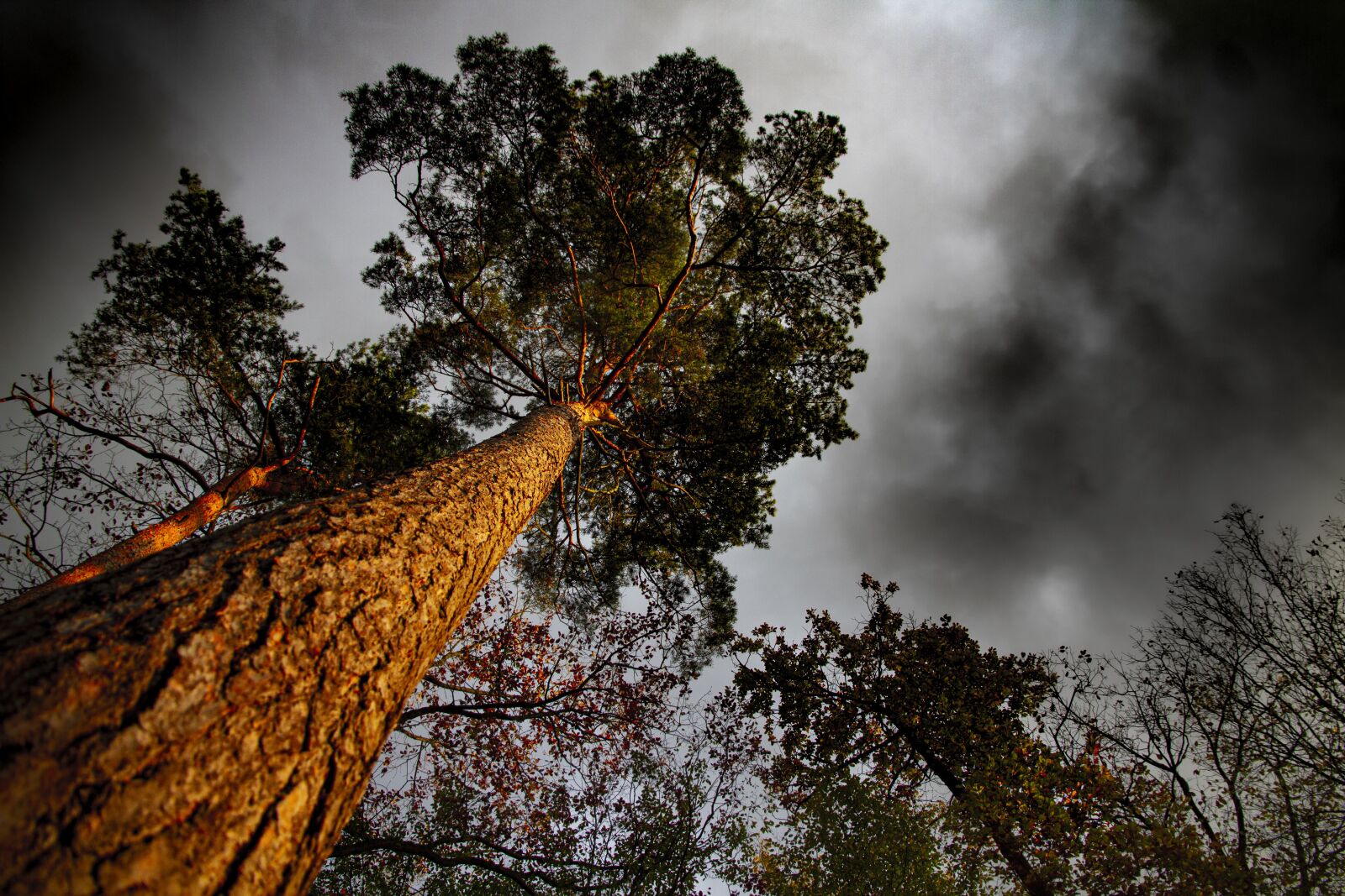 Canon EOS 7D sample photo. Tree, trunk, foliage photography