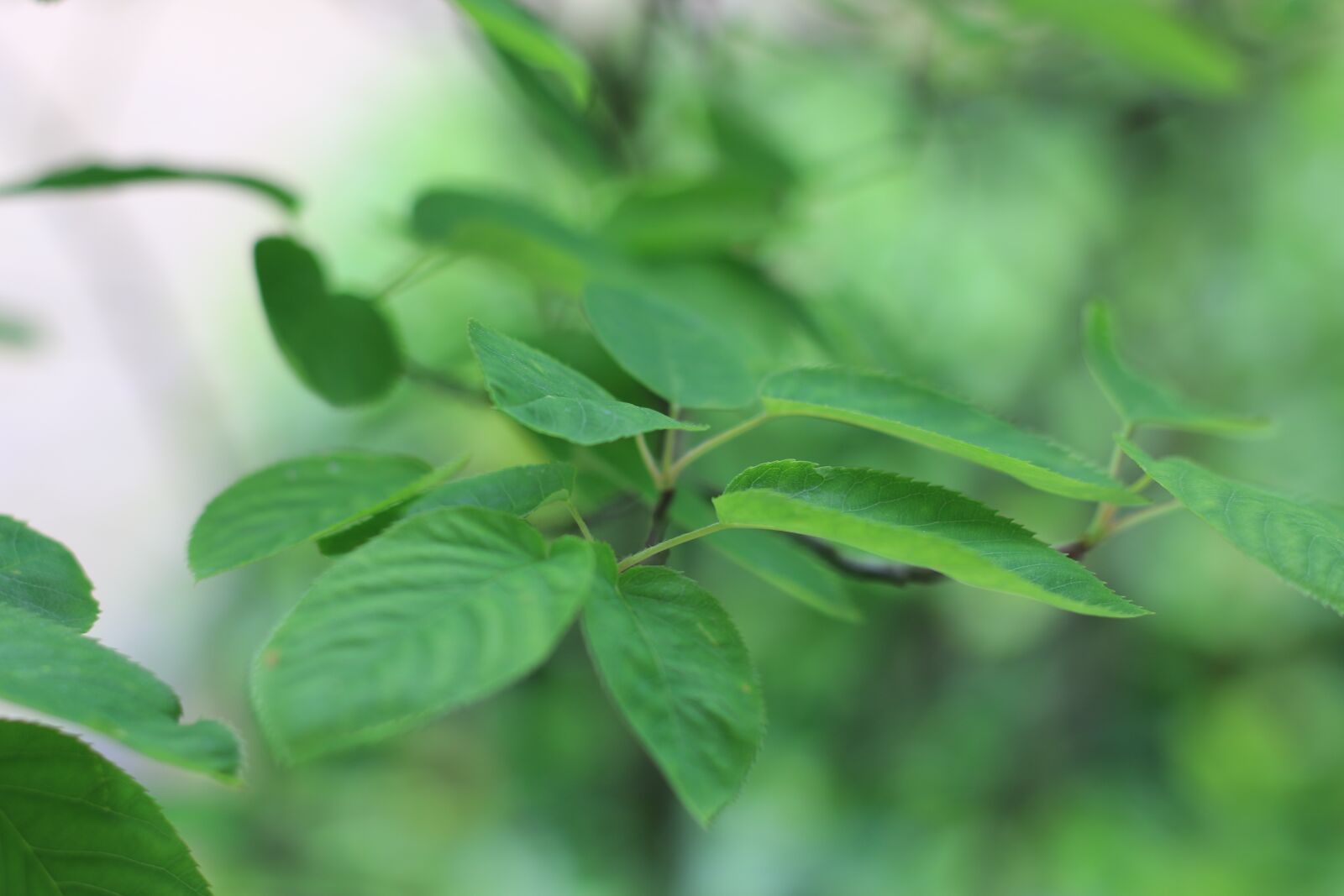 Canon EOS 70D + Canon EF 50mm F1.8 STM sample photo. Plant, green, leaf photography