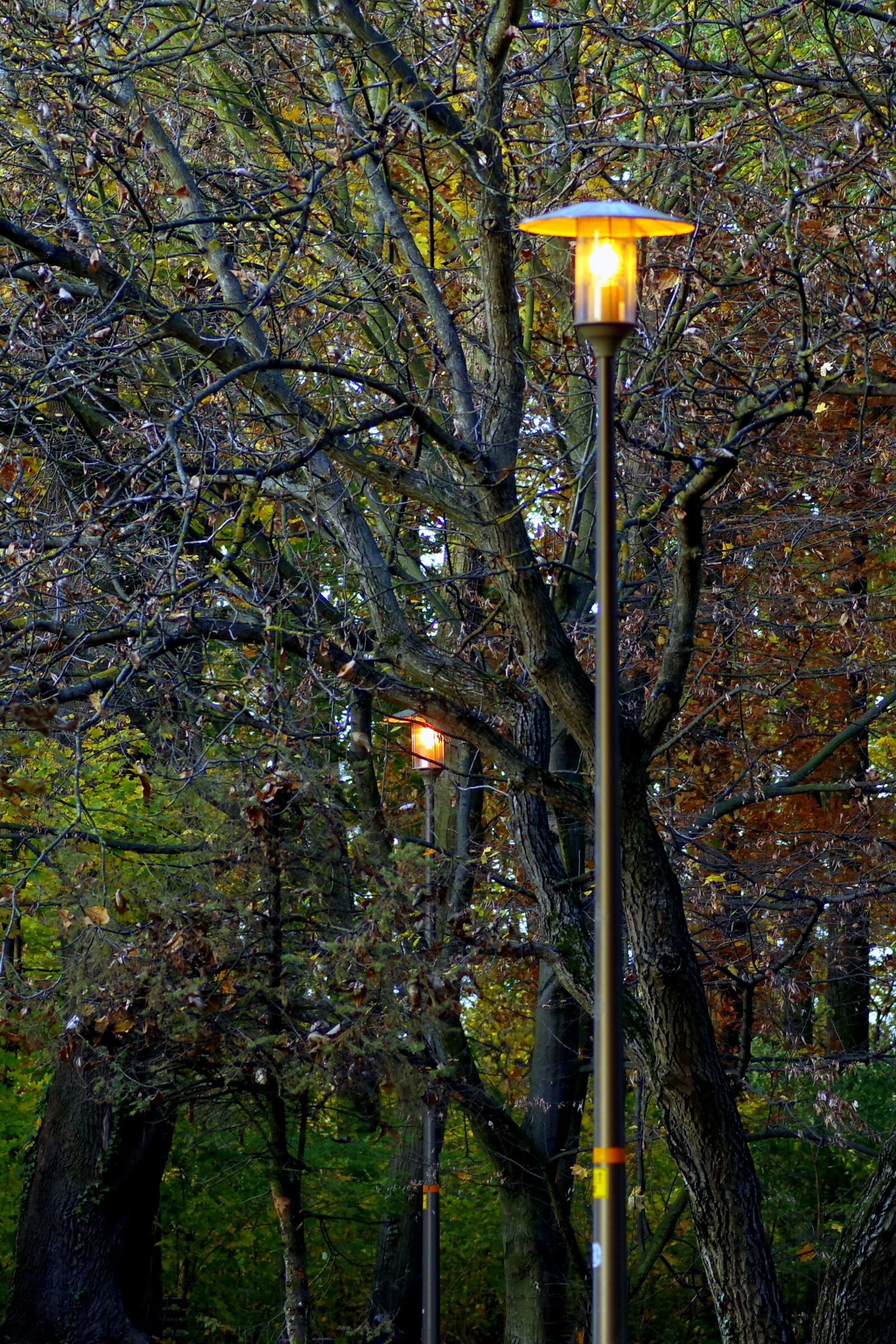 Pentax K-S2 sample photo. Park, autumn, golden photography