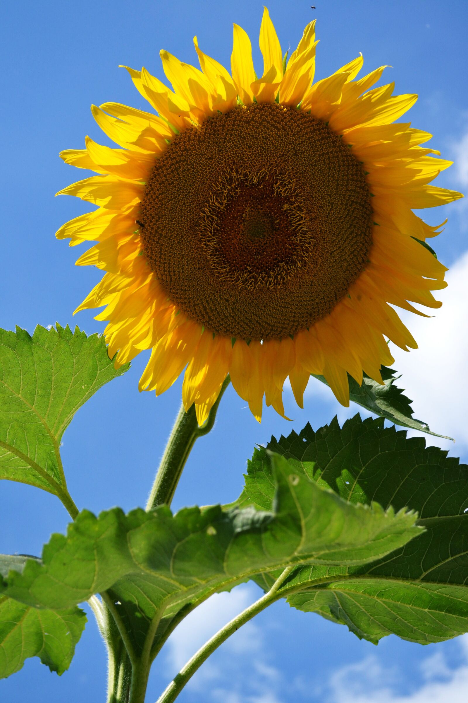 Nikon D3100 sample photo. Sunflower, flower, bloom photography
