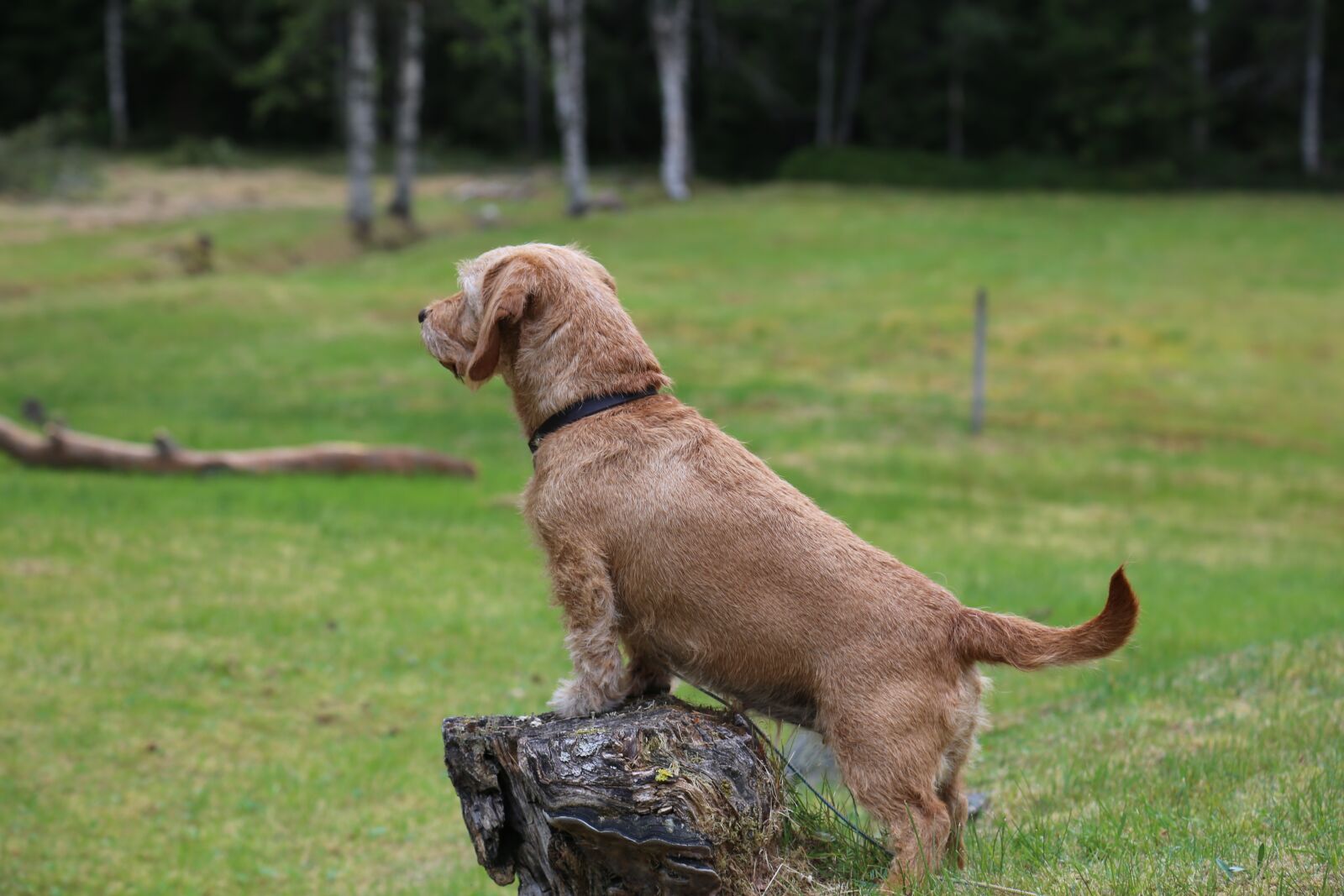 Canon EOS 6D + Canon EF 24-105mm F4L IS USM sample photo. Basset, dog, forest photography