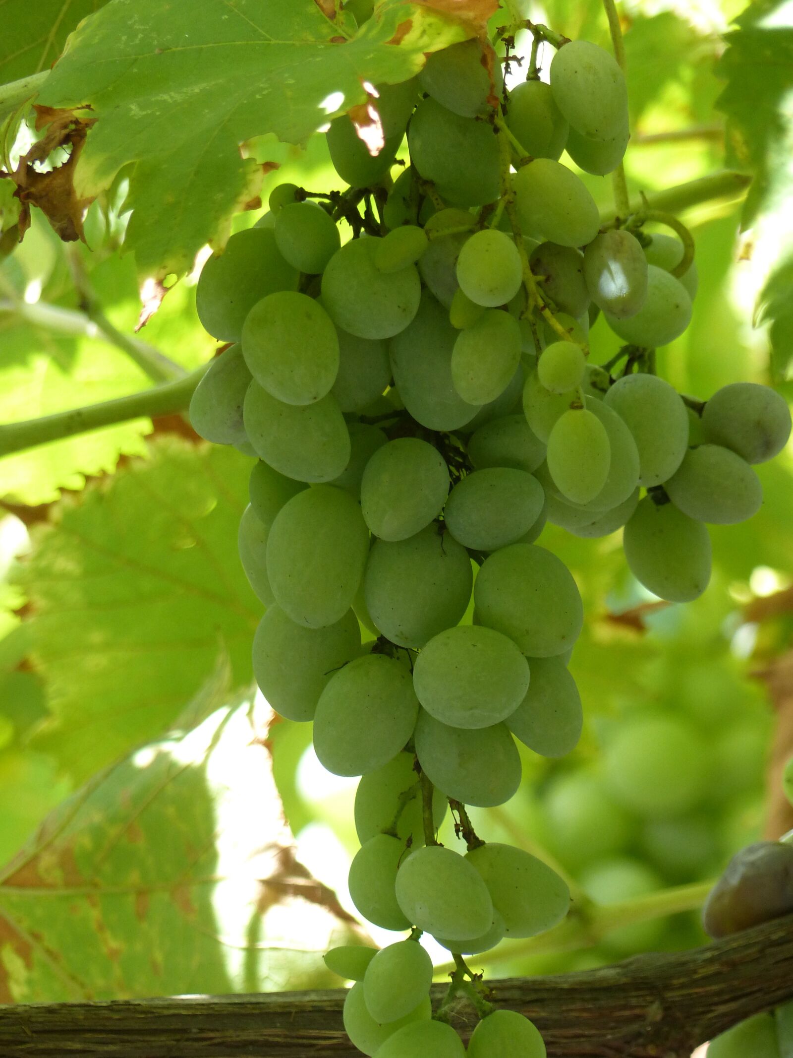 Panasonic Lumix DMC-FZ200 sample photo. Fruit, pile, agriculture photography