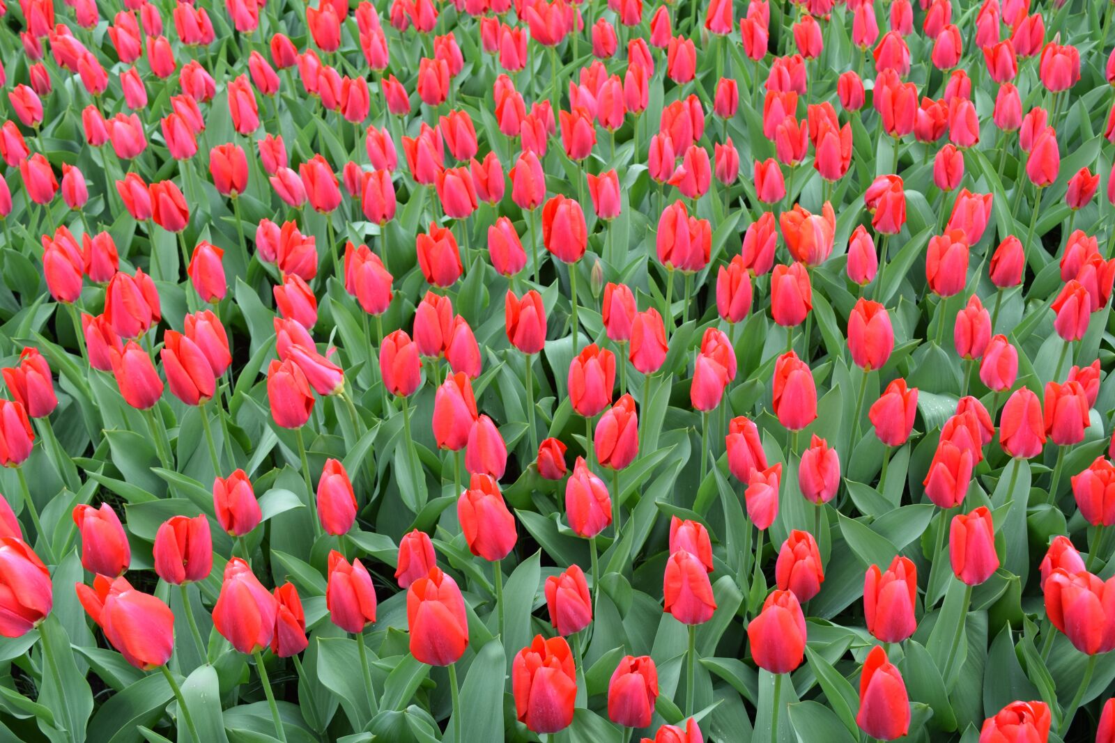 Nikon D3300 sample photo. Tulips, red, flowers photography