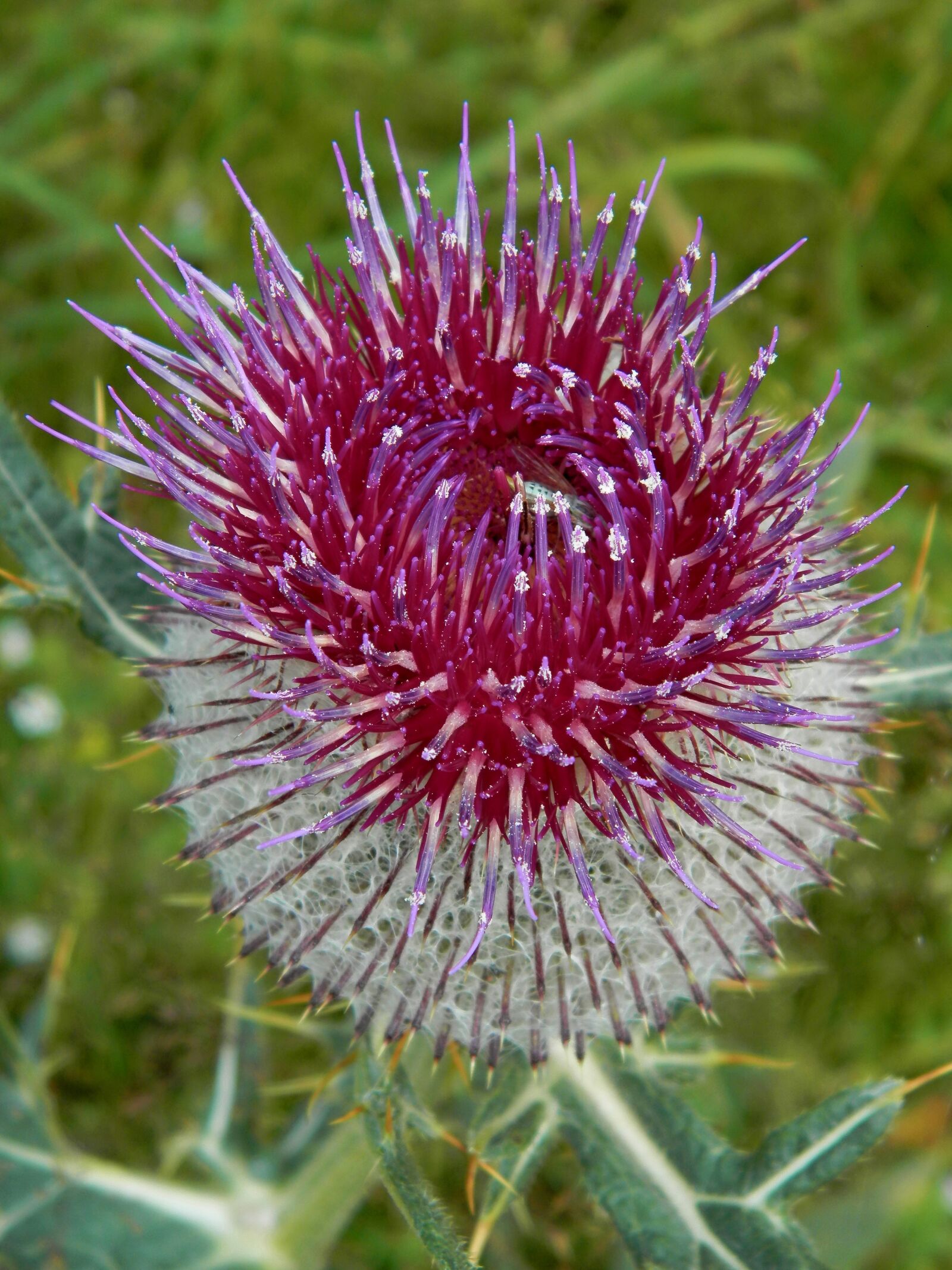 Olympus SP-620UZ sample photo. Flower, nature, thistle photography