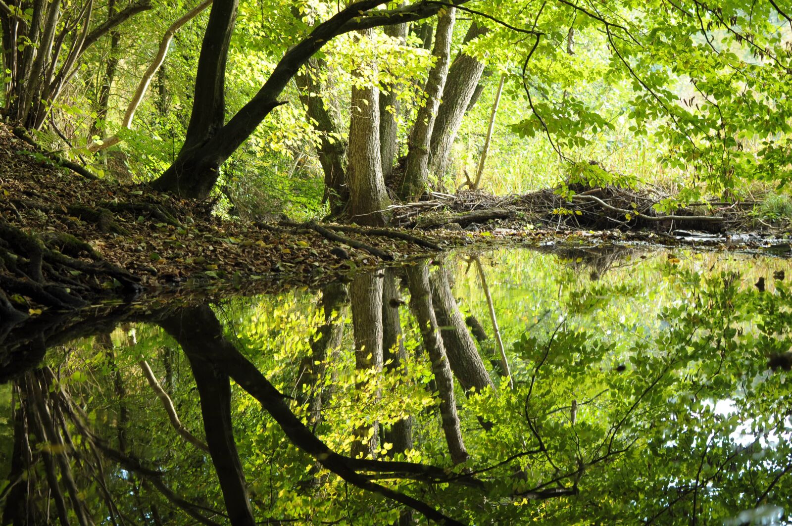 Nikon D90 sample photo. Forest, nature, landscape photography