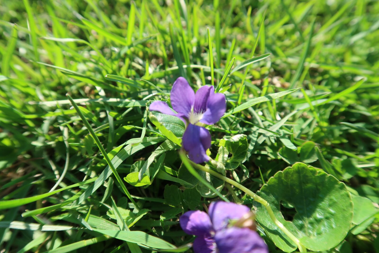 Canon PowerShot G7 X Mark II sample photo. Wildflowers, purple, blooming photography
