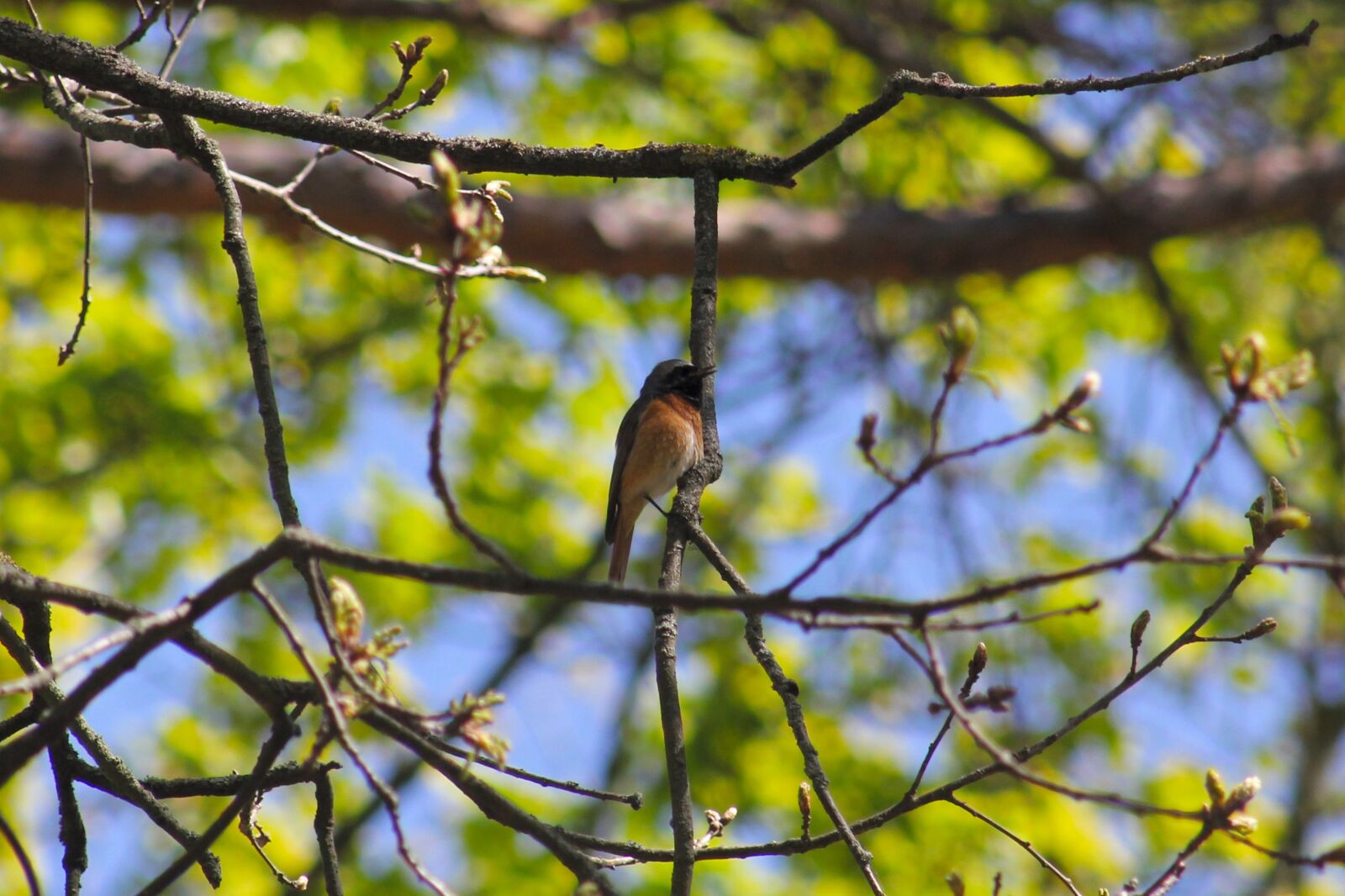 Canon EOS 550D (EOS Rebel T2i / EOS Kiss X4) sample photo. Common redstart, songbird, bird photography