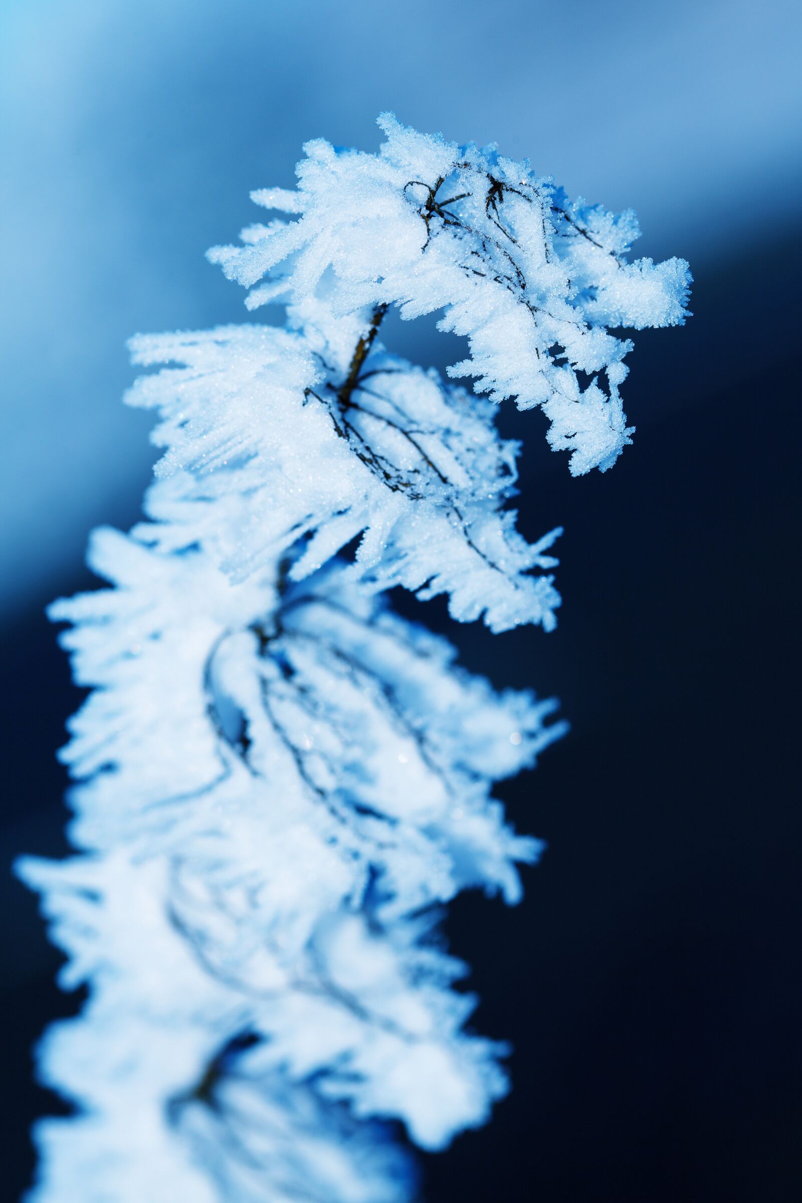 Canon EOS 5D Mark II sample photo. Blue, cold, freeze photography