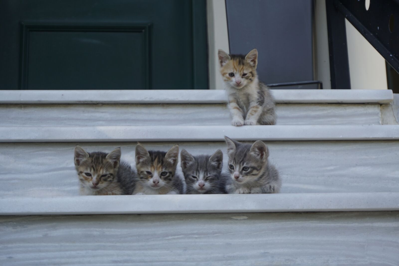 Sony a6000 sample photo. Gates, babies, feline photography