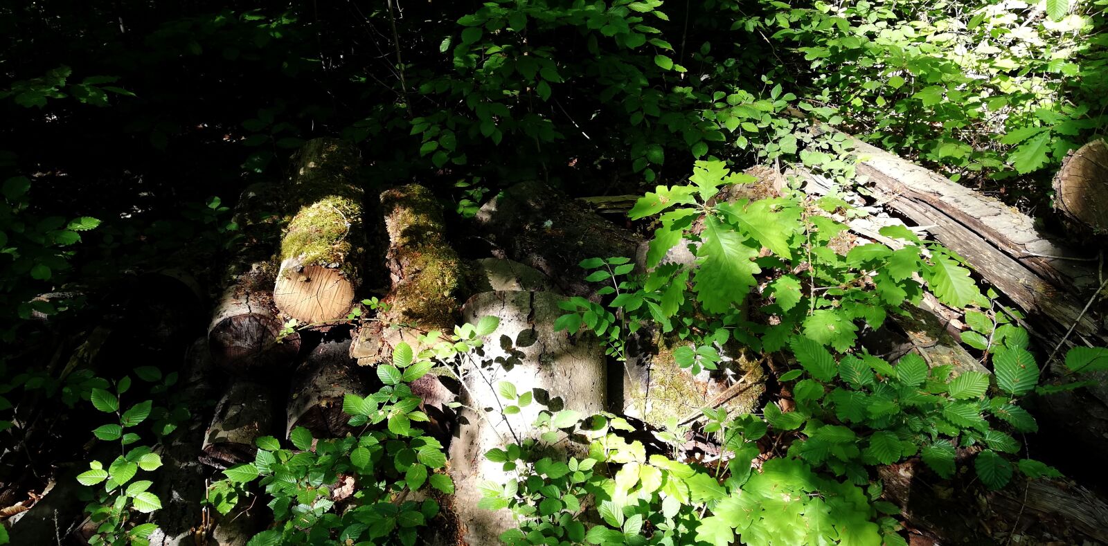 HUAWEI P20 lite sample photo. Forest, bush, undergrowth photography