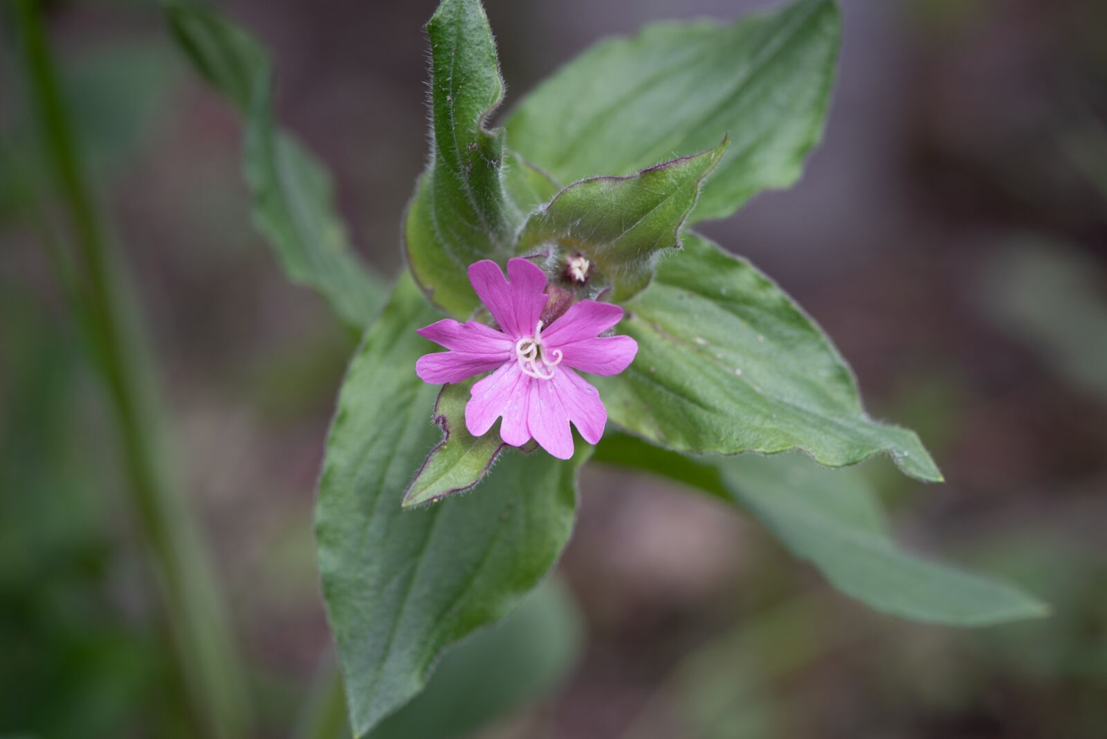 Nikon D750 sample photo. Heath orchid, pointed flower photography