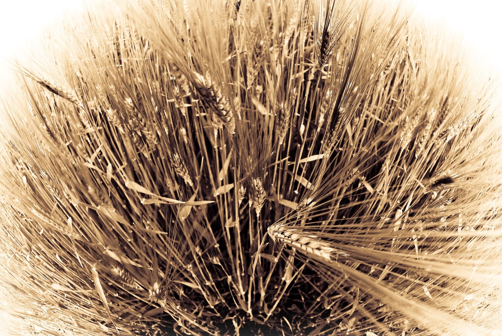 Nikon D80 sample photo. Wheat, fish eye, sepia photography