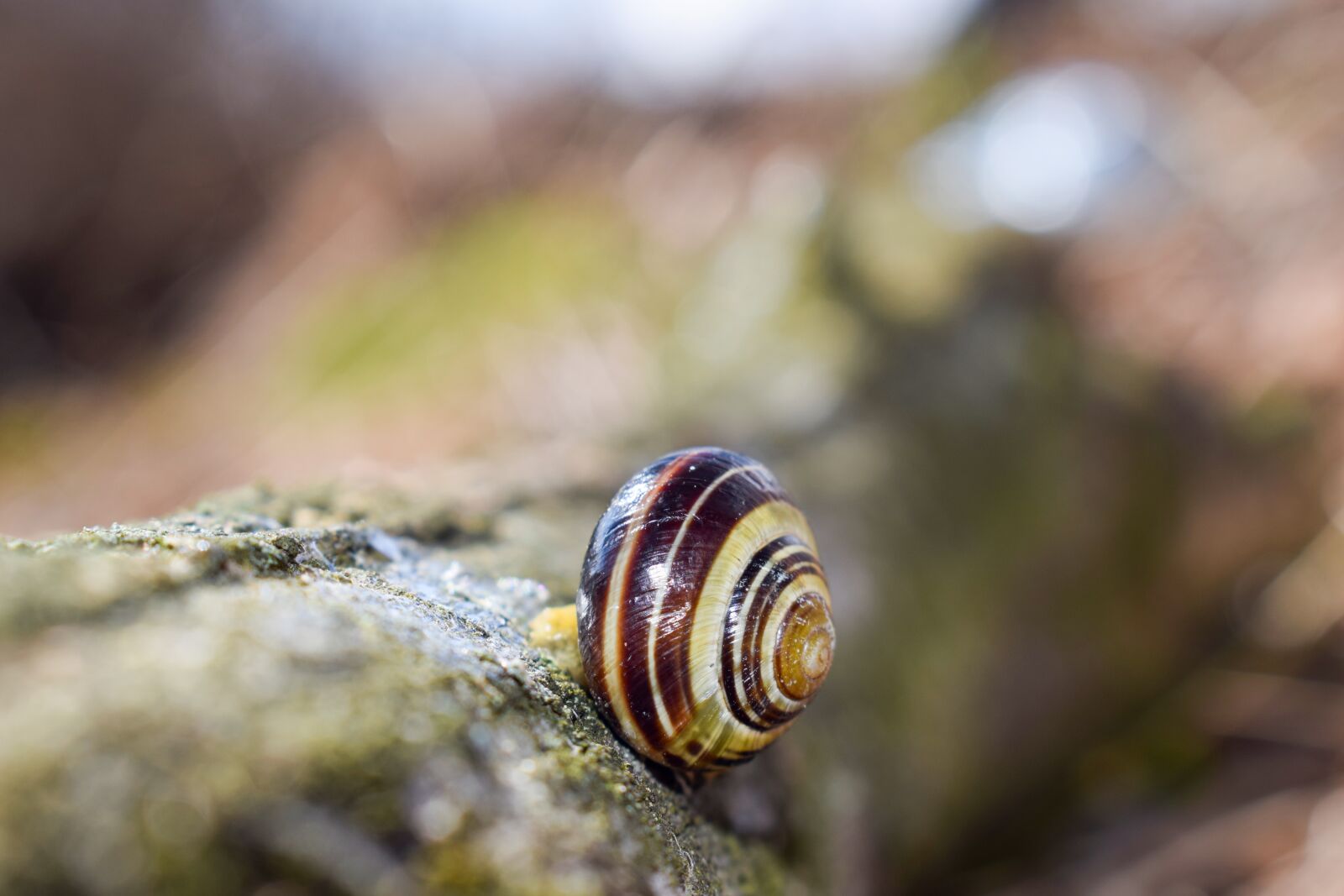 Nikon D5300 sample photo. Snail, forest, autumn photography