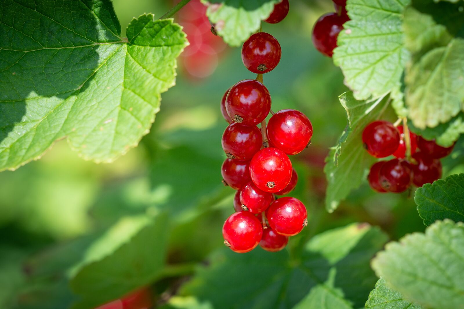 Nikon D7100 sample photo. Currant, red, red currants photography