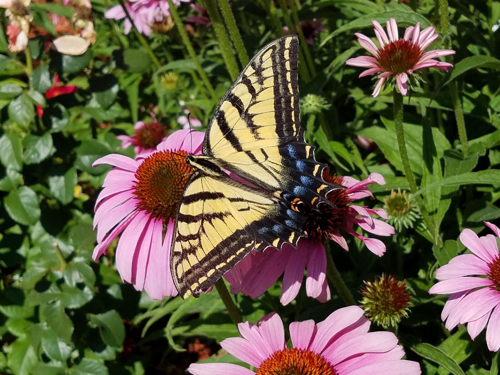 Samsung Galaxy S7 Edge sample photo. Butterfly, on, pink, flower photography
