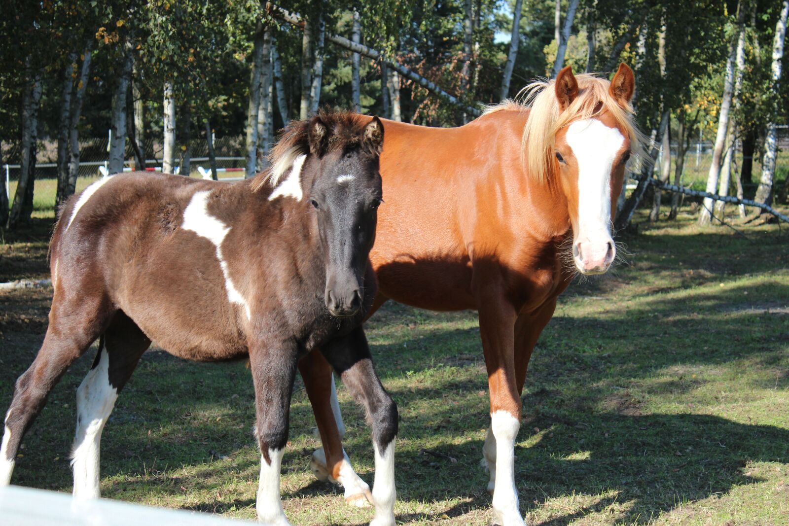 Canon EOS 600D (Rebel EOS T3i / EOS Kiss X5) sample photo. Horse, german reitponny, pony photography