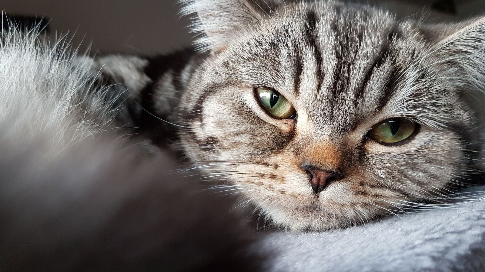 Samsung Galaxy S7 Edge sample photo. Cat, eyes, eye photography
