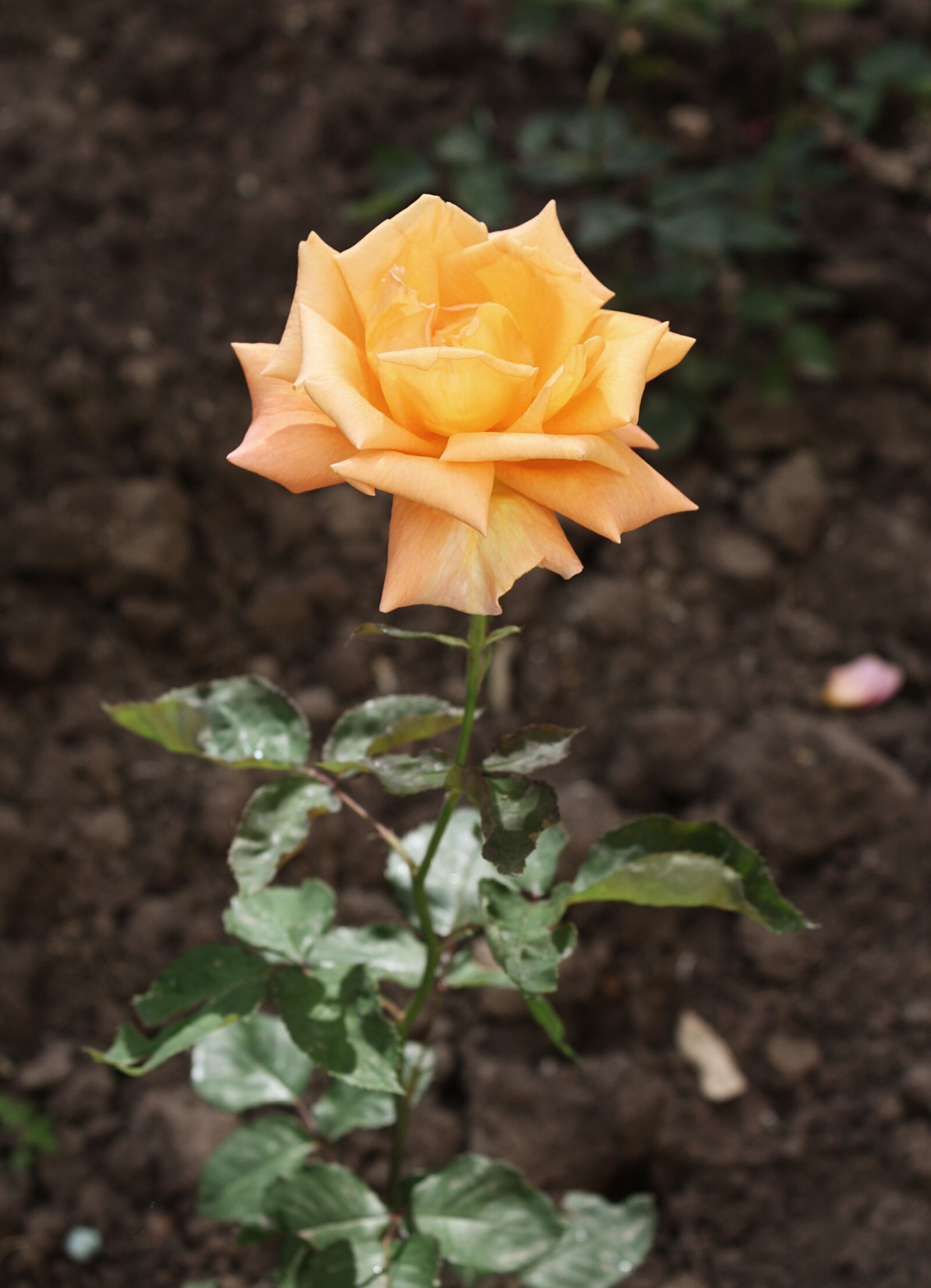 Canon EOS 650D (EOS Rebel T4i / EOS Kiss X6i) sample photo. Flower, rose, plant photography
