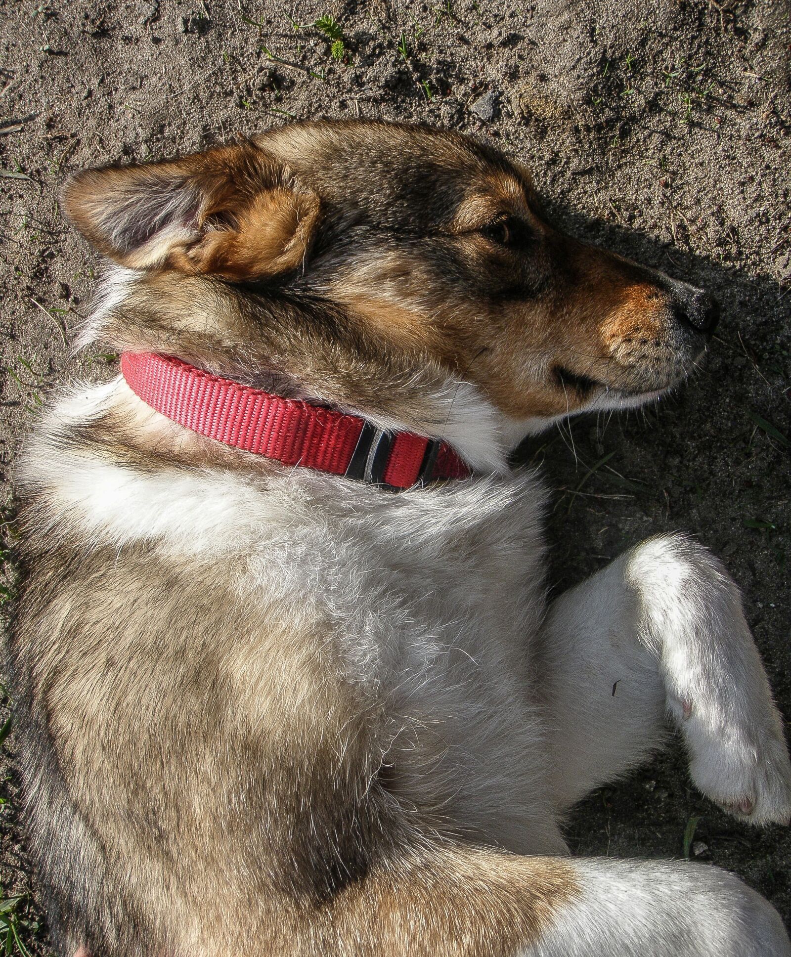 Olympus u1040,S1040 sample photo. Dog, pet, animal photography