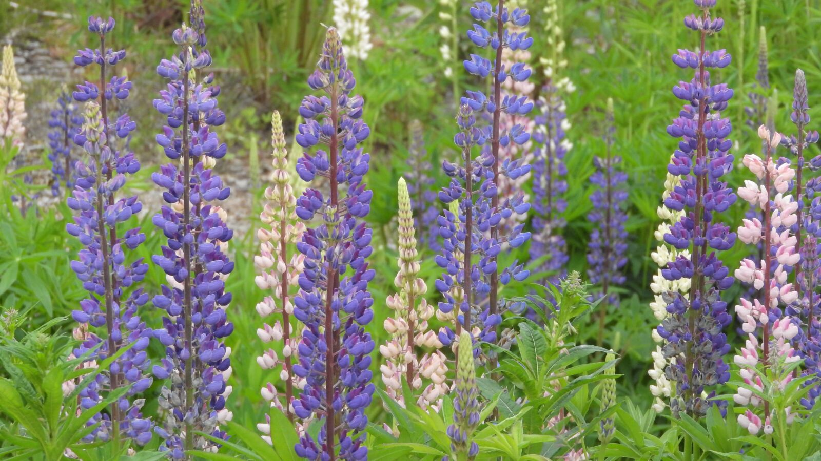 Nikon Coolpix P610 sample photo. Lupine, lupines, lupinus photography
