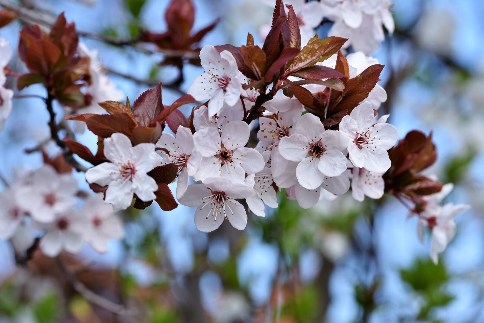 Nikon D7200 sample photo. Ornamental cherry, cherry blossoms photography