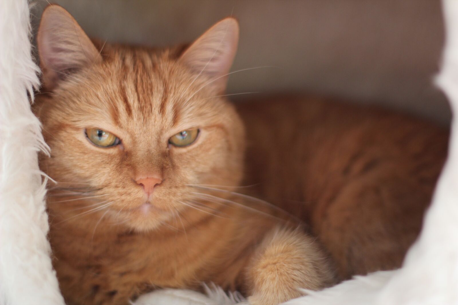 Canon EOS 600D (Rebel EOS T3i / EOS Kiss X5) + Canon EF 50mm F1.4 USM sample photo. Cat, pet, red photography