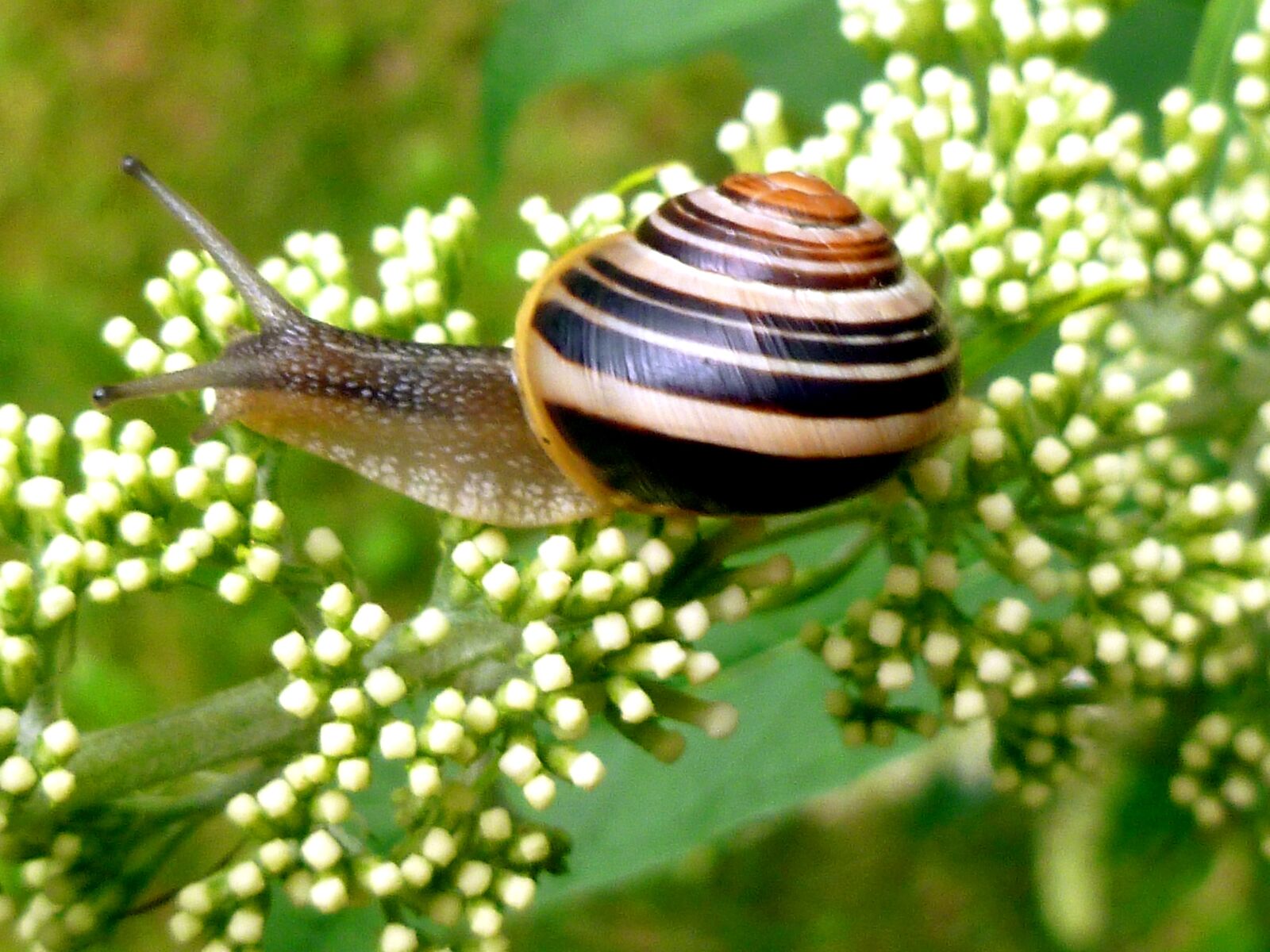 Panasonic DMC-FS37 sample photo. Snail, garden snail, shell photography