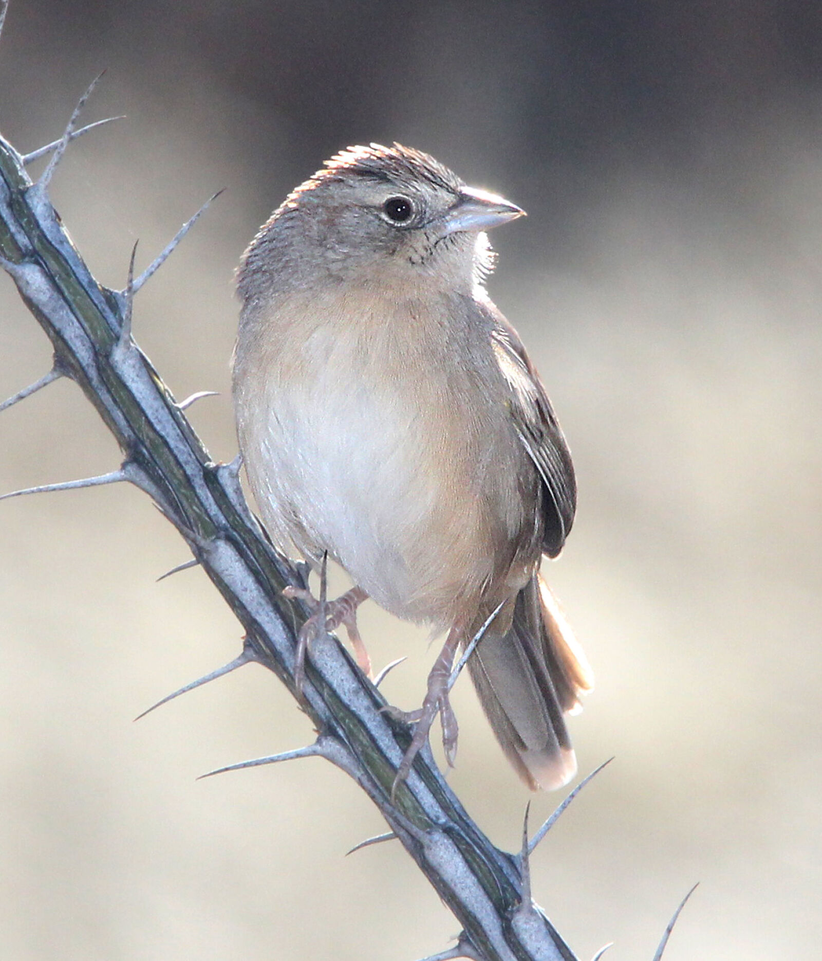 Canon EF 300mm F4L IS USM sample photo
