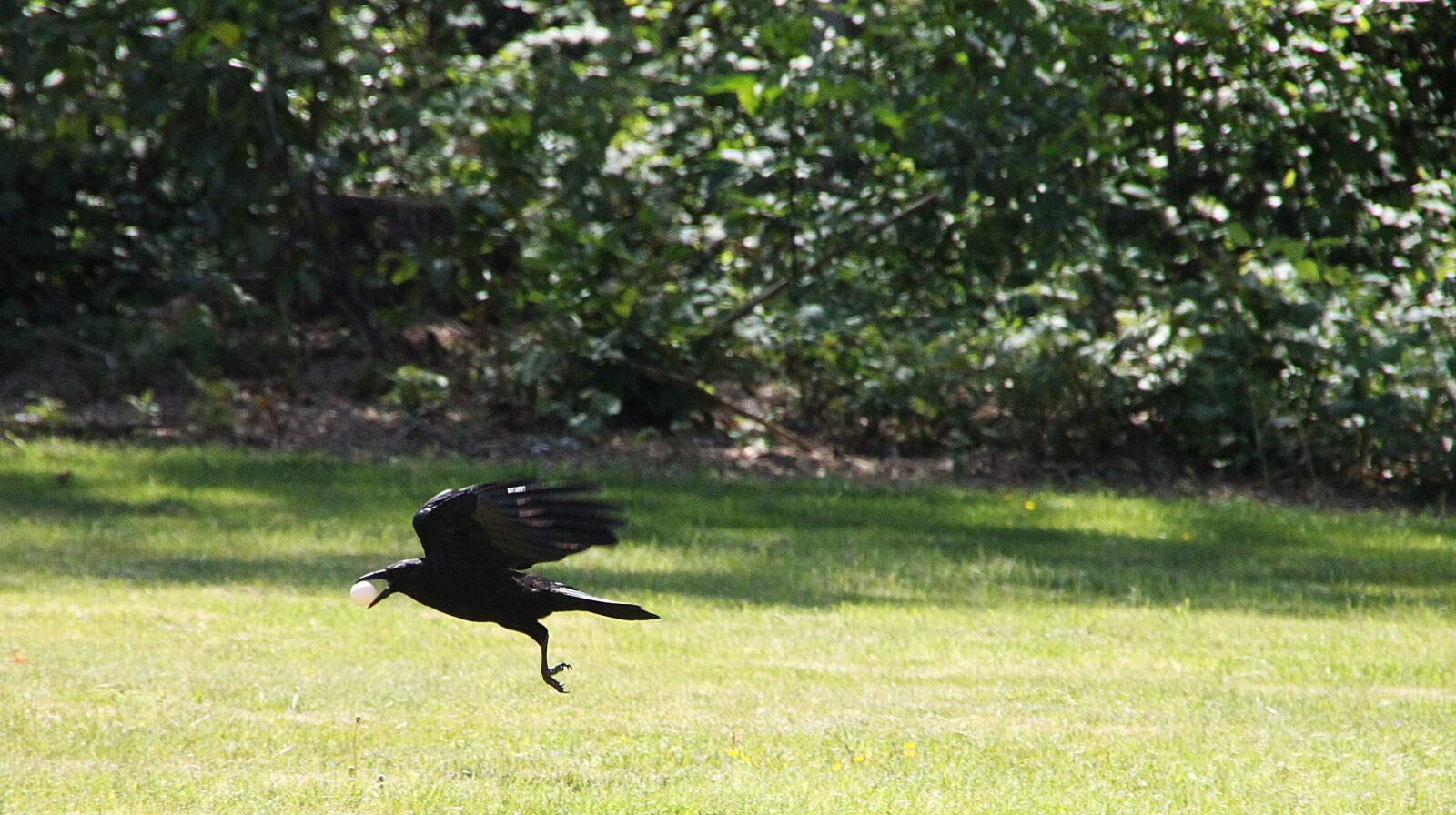 Canon EOS 500D (EOS Rebel T1i / EOS Kiss X3) sample photo. Raven, crow, raven bird photography