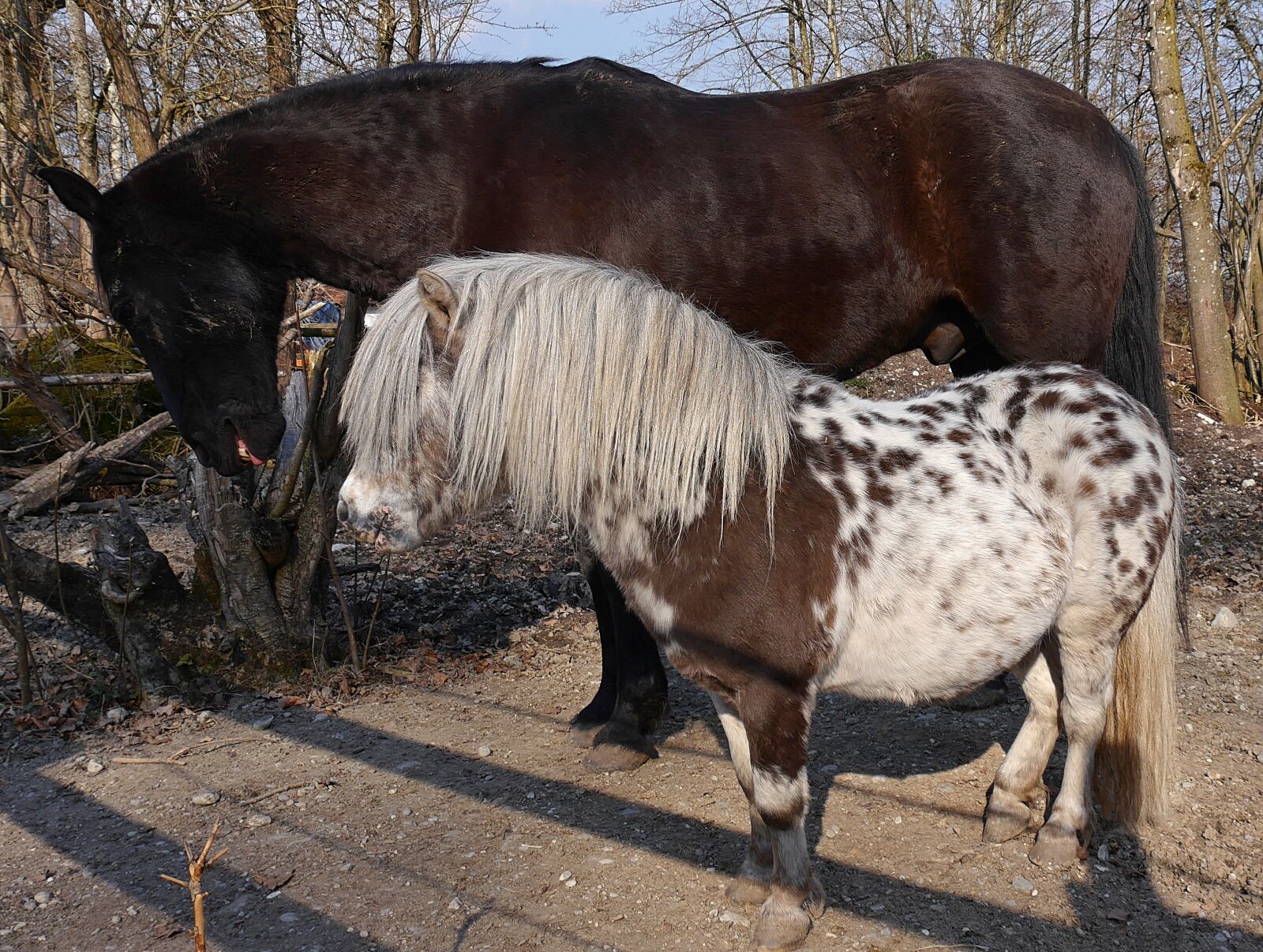 Panasonic Lumix DMC-G6 sample photo. Horses, paddock, animal photography