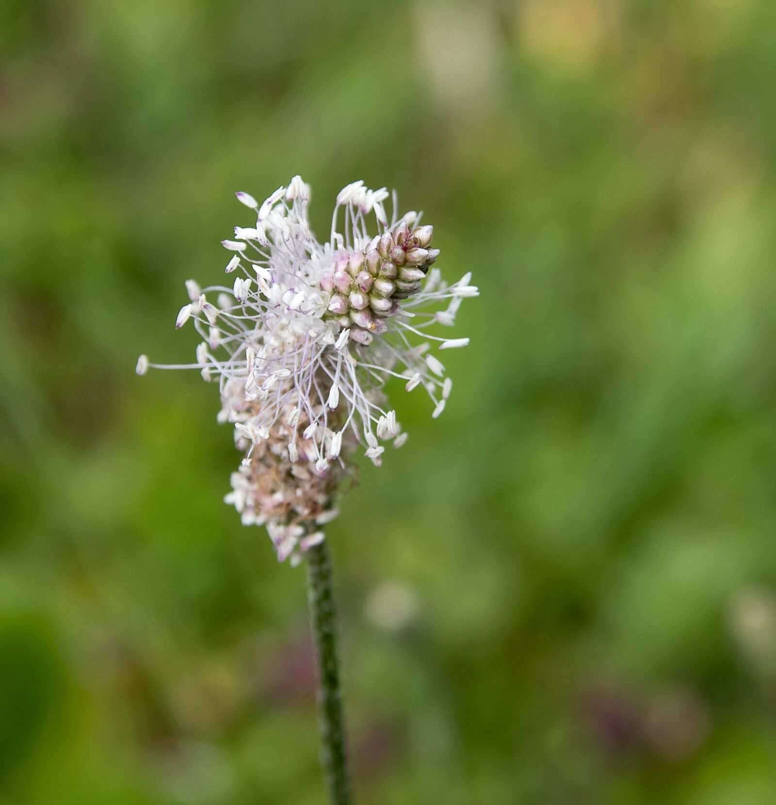 Canon EOS 80D sample photo. Flower, pointed flower, blossom photography