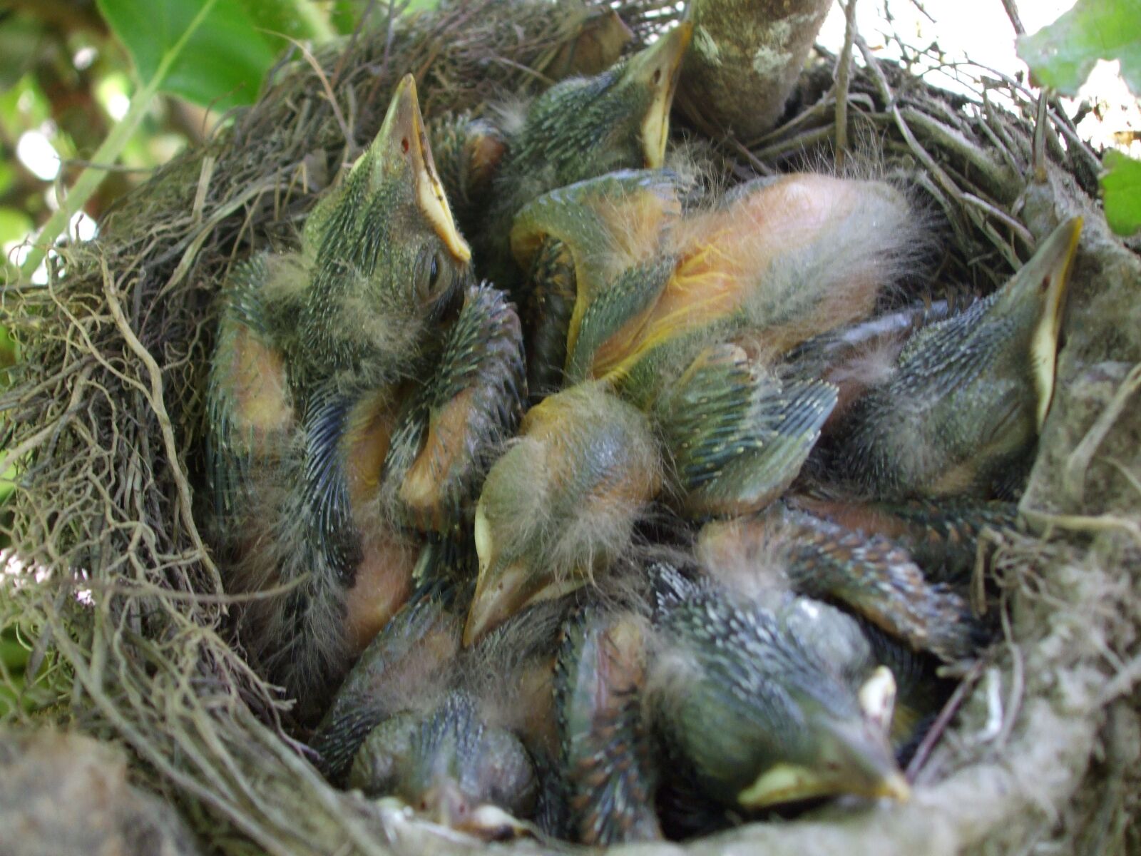 Fujifilm FinePix A820 sample photo. The nest, thrush, bird photography
