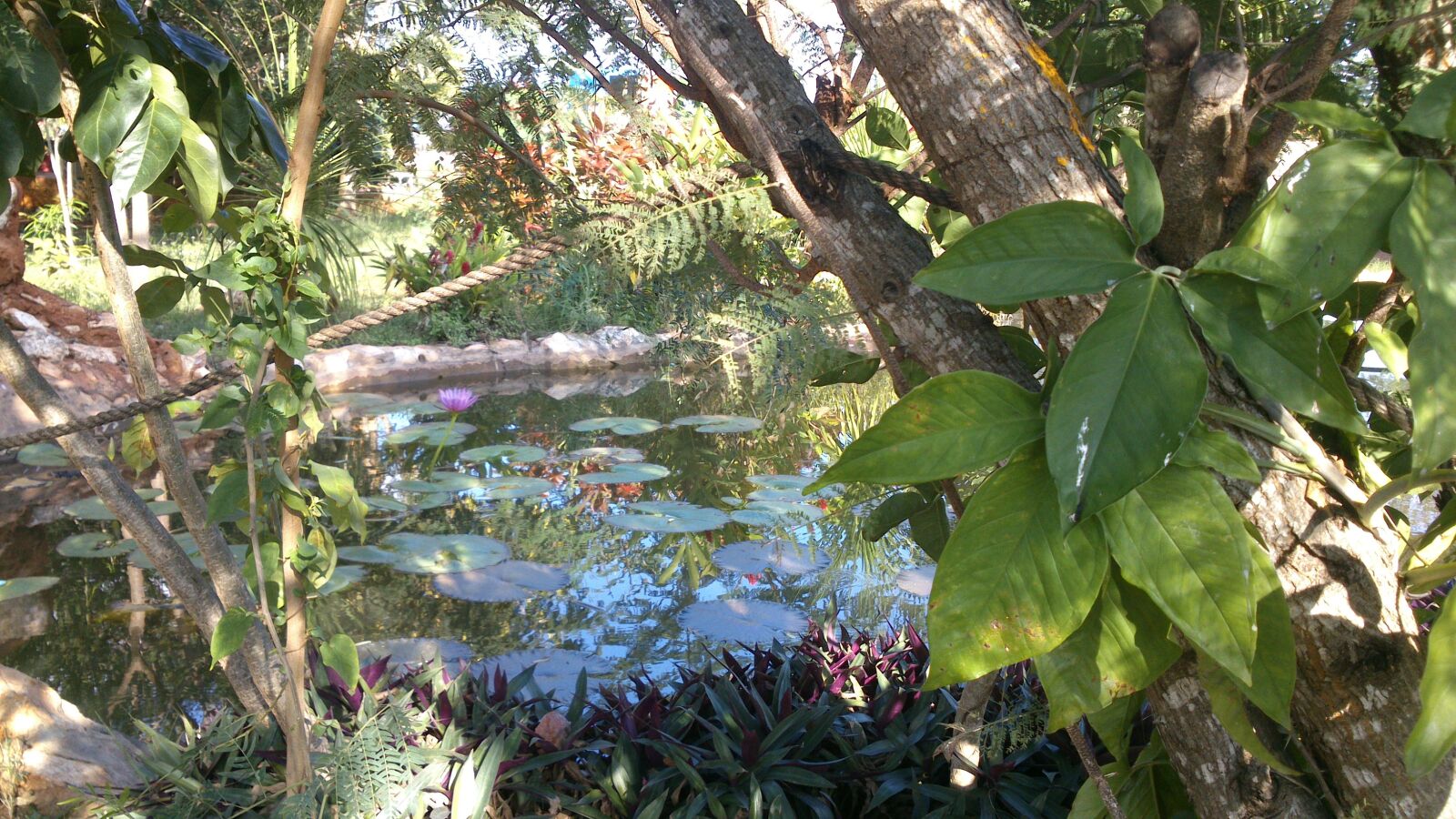 Sony Ericsson Xperia P sample photo. Wood, autumn photography